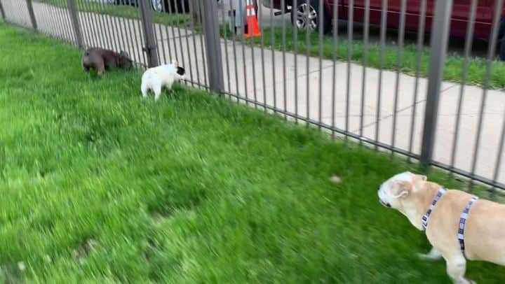 Manny The Frenchieのインスタグラム：「Just enjoying the summer air and playing with my pals! But for my unvaccinated friends, sharing even one toy could spread dog flu. That’s why I’m teaming up with Merck Animal Health to raise awareness about dog flu. 😃 Learn more about #dogflu and the vaccine at dogflu.com. #sponsored #canineinfluenza」