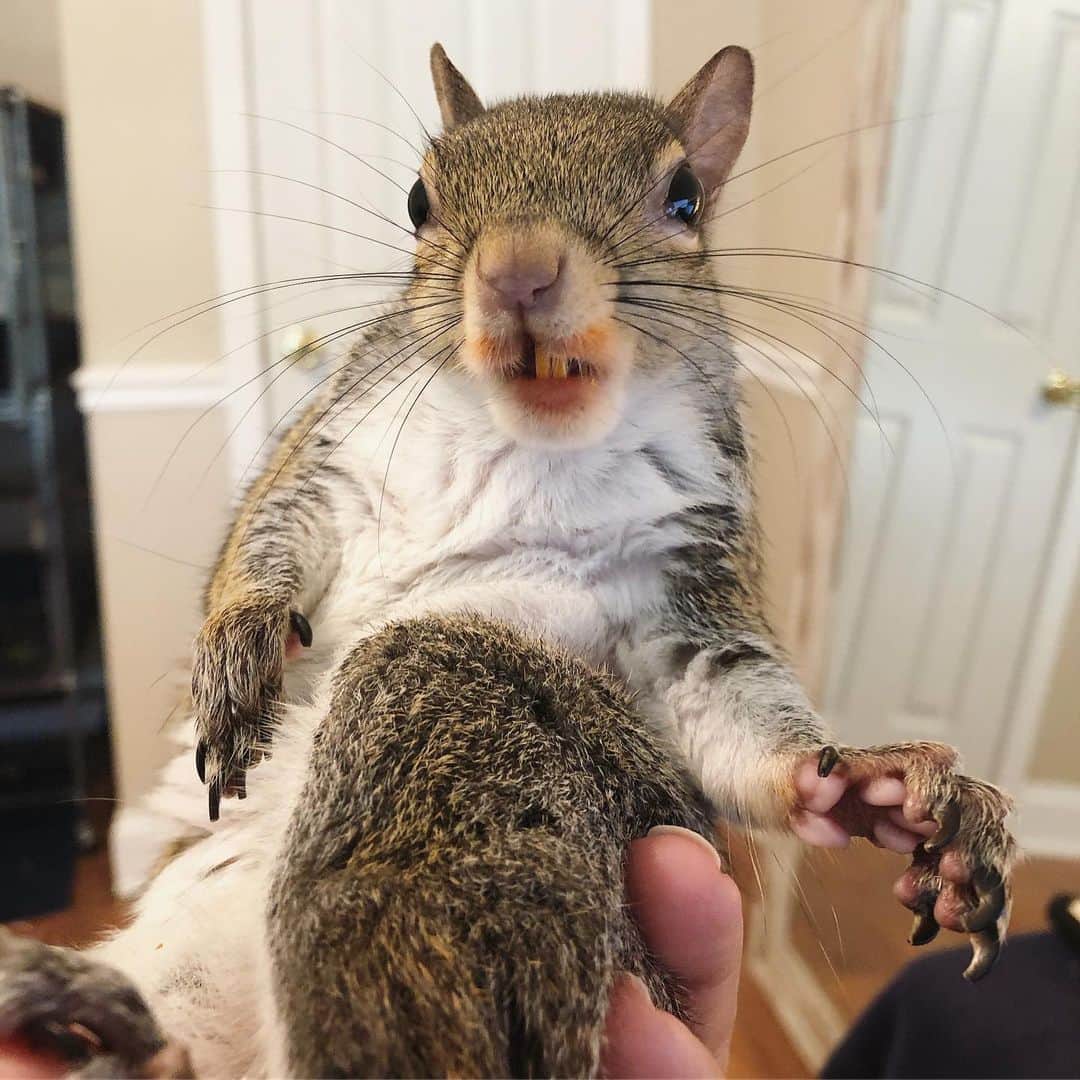Jillさんのインスタグラム写真 - (JillInstagram)「carrot sticks = carrot mustache 🥕🥕🥕 #petsquirrel #squirrel #squirrels #squirrellove #squirrellife #squirrelsofig #squirrelsofinstagram #easterngreysquirrel #easterngraysquirrel #ilovesquirrels #petsofinstagram #jillthesquirrel #thisgirlisasquirrel #carrotmustache #carrots #carrotsticks #organiccarrots」6月26日 3時32分 - this_girl_is_a_squirrel