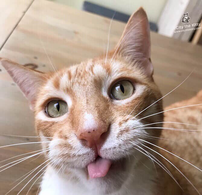 City the Kittyさんのインスタグラム写真 - (City the KittyInstagram)「Happy tongue out Tuesday! ❤️😺 #tongueouttuesday #pawsneedclaws」6月26日 4時21分 - citythekitty