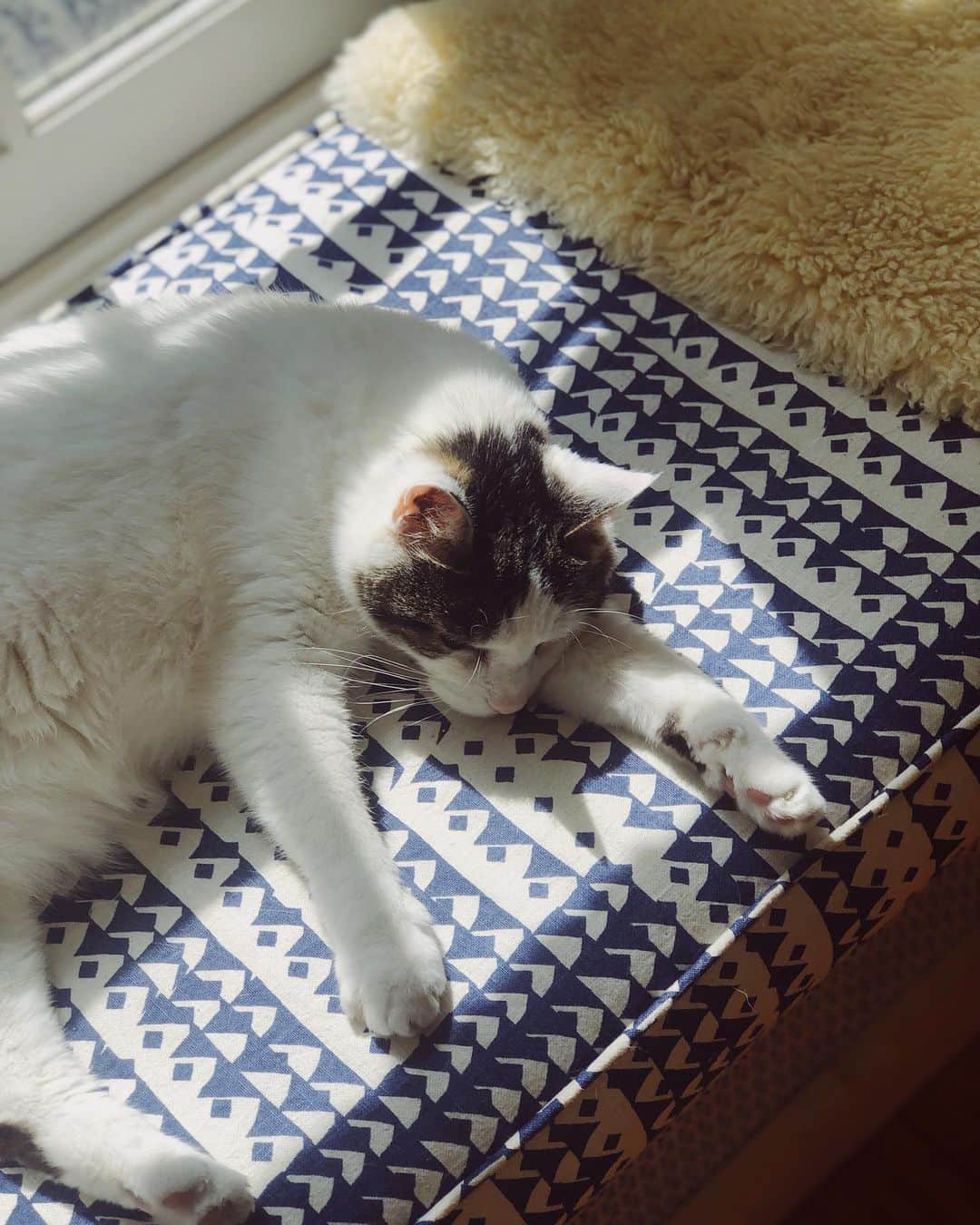 Grace Bonneyさんのインスタグラム写真 - (Grace BonneyInstagram)「It’s too hot to do much of anything today. So we’re working in front of the air conditioner and trying to be as cool as Turk 😎」6月26日 4時50分 - designsponge