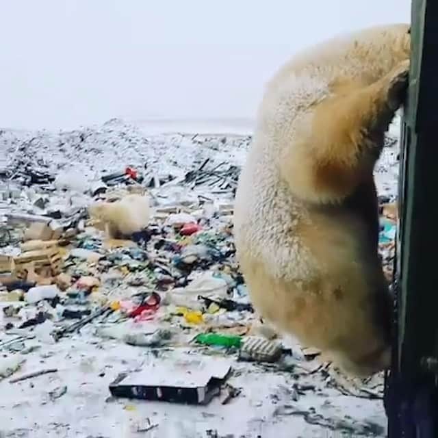 のインスタグラム：「Repost from @savethereef Here’s video of several starving polar bears looking for food in Russia because sadly #globalwarming is real and it’s forcing these poor bears to travel farther in search of food that’s sadly now lacking in their natural habitat. This crisis is real, it’s happening now and soon it won’t just be the polar bears suffering, it’ll be many more species including humans too so we must heed these warning signs to treat our environment better ASAP before it’s too late! Please share this video with your followers and tag people who need to see it in the comments to help us spread awareness NOW! Crazy video @dezabedrosky #climatechange #globalwarming #polarbears #karmagawa #savethereef」