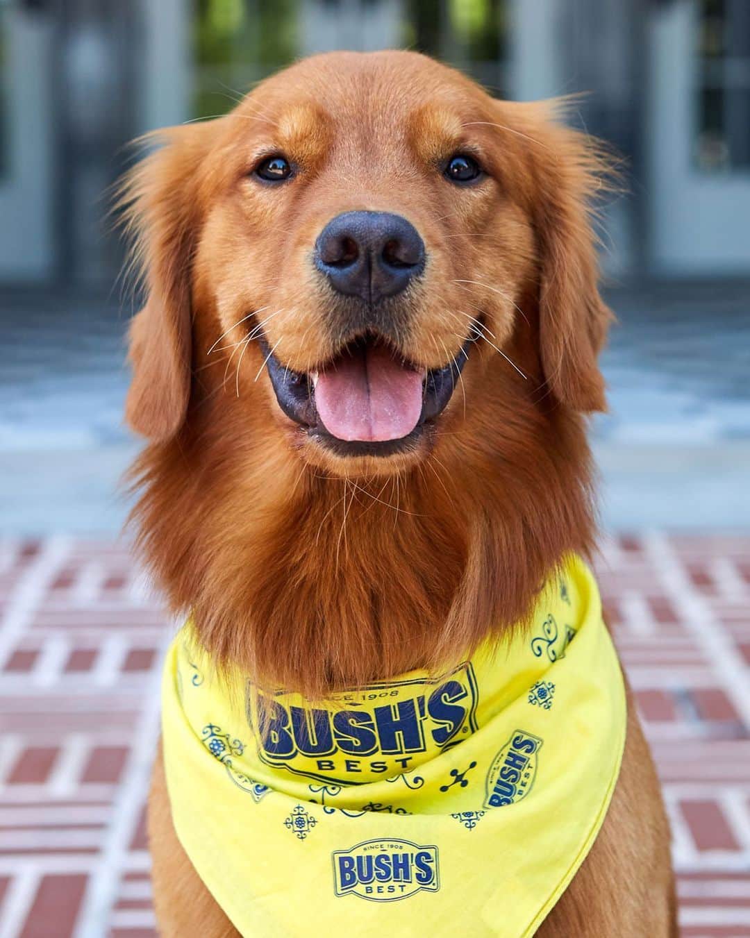 DogsOf Instagramのインスタグラム：「Give your boy @itsdukebush a follow to join his adventure pack! #ad “When I’m not spilling the beans about the @bushsbeans beans family recipe, I’m spilling the secrets to keeping it golden 24/7!” writes @itsdukebush」