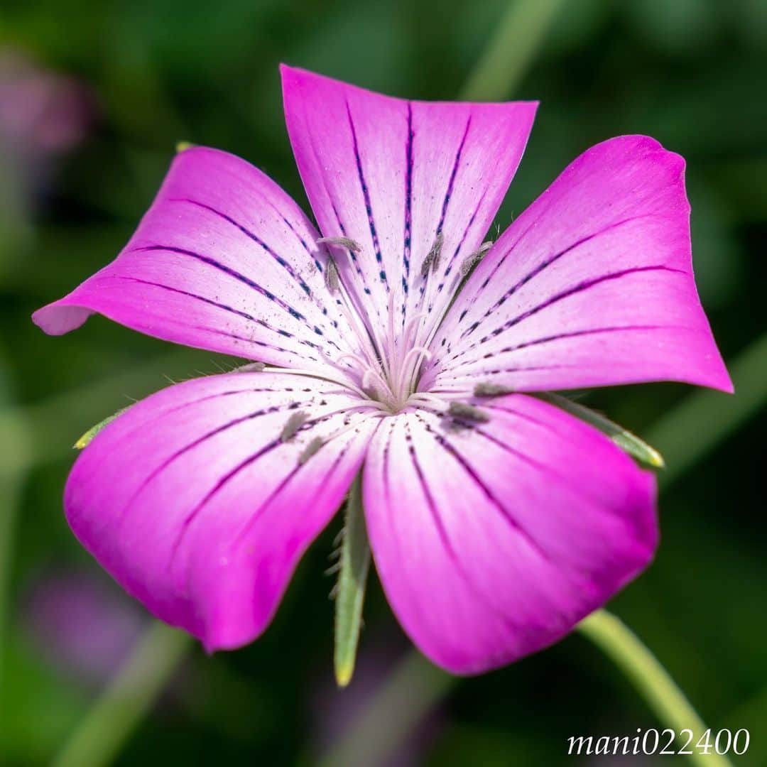 mani022400さんのインスタグラム写真 - (mani022400Instagram)「. 26 Jun. 2019 . Good morning🌸🌺🌹✨ . . . . . . 🌺🌺🌺🌷🌷🌷🌹🌹🌹🌸🌸🌸 ご訪問ありがとうございます🙇 . お花以外の写真は サブアカウントにポストしています。 良かったら、覗いてください🙇🙇 ⬇️⬇️⬇️ @mani0224000 . 🌺🌺🌺🌷🌷🌷🌹🌹🌹🌸🌸🌸 . . . 🔷🔷🔷🔷🔷🔷🔷🔷🔷 #カメラ好きな人と繋がりたい  #flower  #花 #flowers  #写真好きな人と繋がりたい love_bestjapan  serahana #ファインダー越しの私の世界  #花のある暮らし  #bns_lite #eclecticshow #explore_floral . #9vaga9  9Vaga_Rose9  9vaga_3flowers9  #floristsandflowers #ip_blossoms_member #fabulous_shots ig_flowers #ponyfony_flowers #meiko_flora_member meiko_roses  #myheartinshots #la_flowers #rainbow_petals #top_favourite_flowers  #quintaflower #inspiring_shot #phx_flowers #dreaming_in_macro flower_special_legend  nature_special_legend  #ind_flowers #tv_flowers #best_mmf_vipday  #best_beauty_flora_  9vaga_flowersart9 #ptk_flowers #fleur_noblesse_m .」6月26日 6時04分 - mani022400