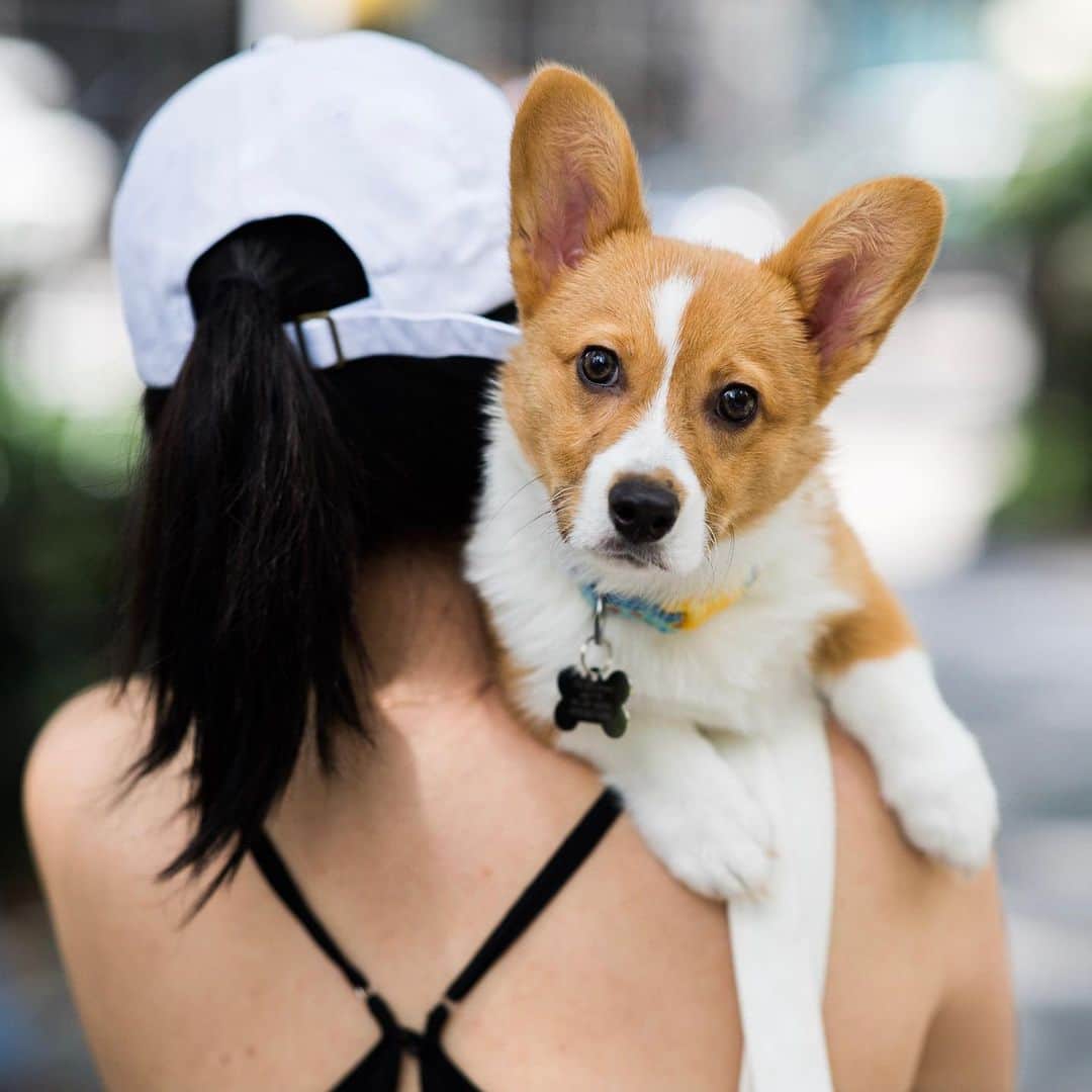 The Dogistさんのインスタグラム写真 - (The DogistInstagram)「Yogi, Pembroke Welsh Corgi (4 m/o), Madison Square Park, New York, NY • “He likes looking at himself in the mirror and watching Curb Your Enthusiasm.” @yogi_corgiyo」6月26日 6時08分 - thedogist