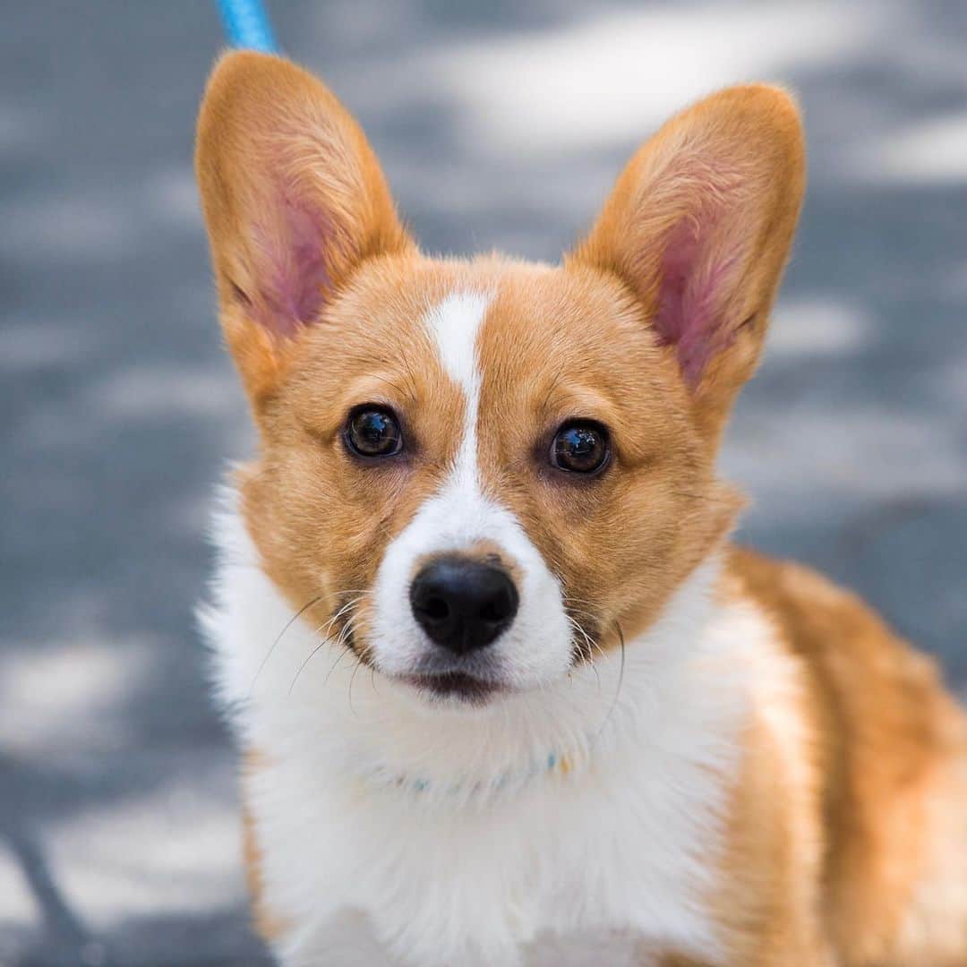 The Dogistさんのインスタグラム写真 - (The DogistInstagram)「Yogi, Pembroke Welsh Corgi (4 m/o), Madison Square Park, New York, NY • “He likes looking at himself in the mirror and watching Curb Your Enthusiasm.” @yogi_corgiyo」6月26日 6時08分 - thedogist