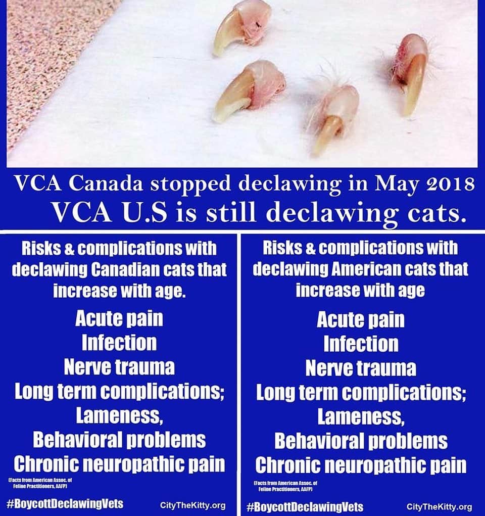 City the Kittyさんのインスタグラム写真 - (City the KittyInstagram)「@vca_canada stopped declawing a year ago because they say it is inhumane. 👍🏻#knowbetterdobetter  @vca Animal Hospitals U.S. is still declawing cats and recently made a declawing call script for all their animal hospitals.🐾 #Wow  Why is it so hard for some people to do the right thing? 😿 It seems like they care more about not looking bad than they do for the welfare of cats?  What do you think?  Please sign our petition to VCA U.$. to try to inspire them to follow the footsteps of their ethical colleagues in Canada. The petition is on the link on my Instagram bio. ⬆️ #vcapets #VCAanimalhospital #VCAhospital #VCA」6月26日 6時30分 - citythekitty
