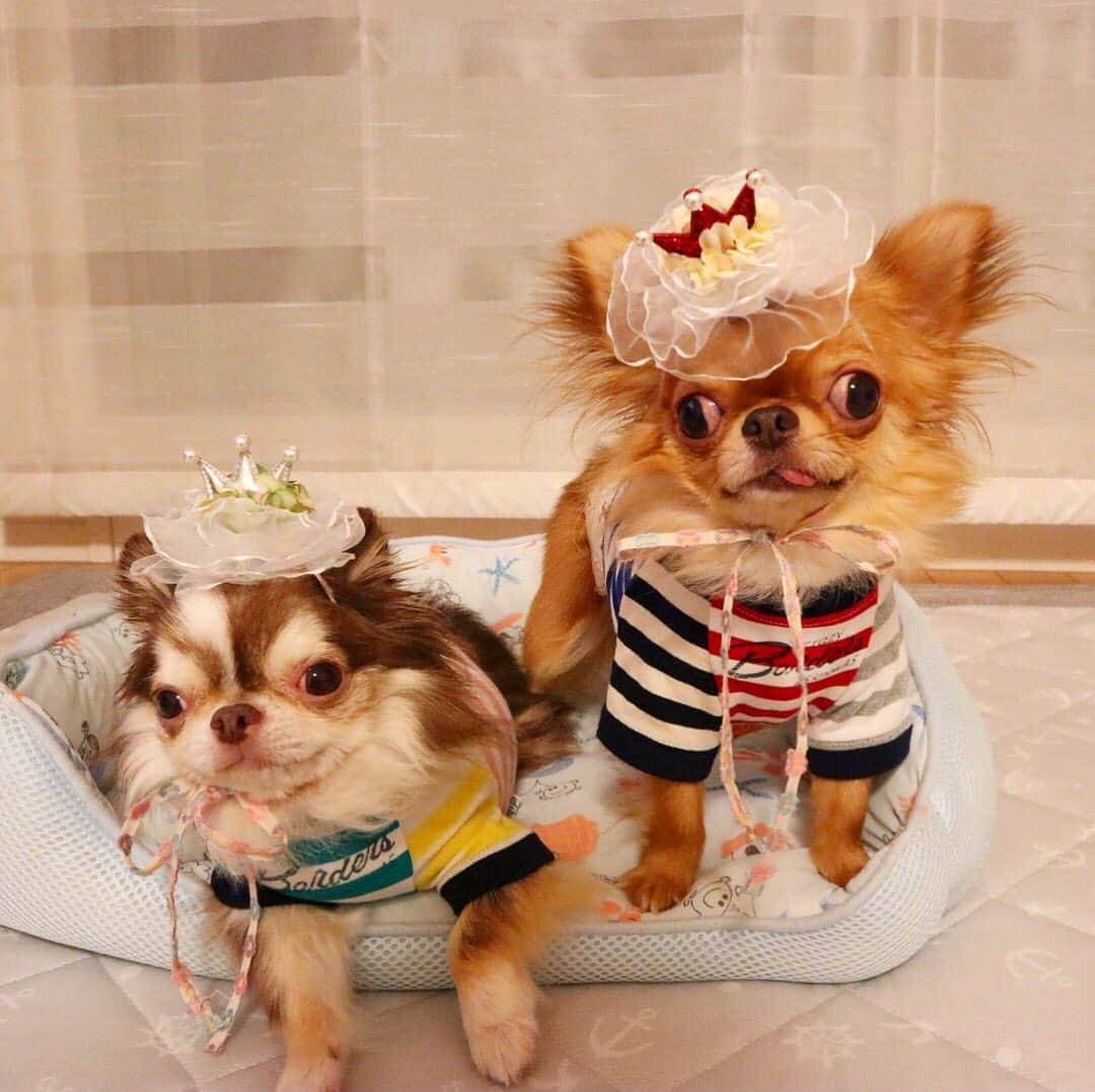 kayoのインスタグラム：「* * ステキな王冠と👑 可愛いお洋服もありがとう〜☺️🎁✨✨ * * Lychee❤️kulio * * #chihuahua#chihuahualove#dogstgram#dog#instadog#チワワ#チワワ大好き * *」