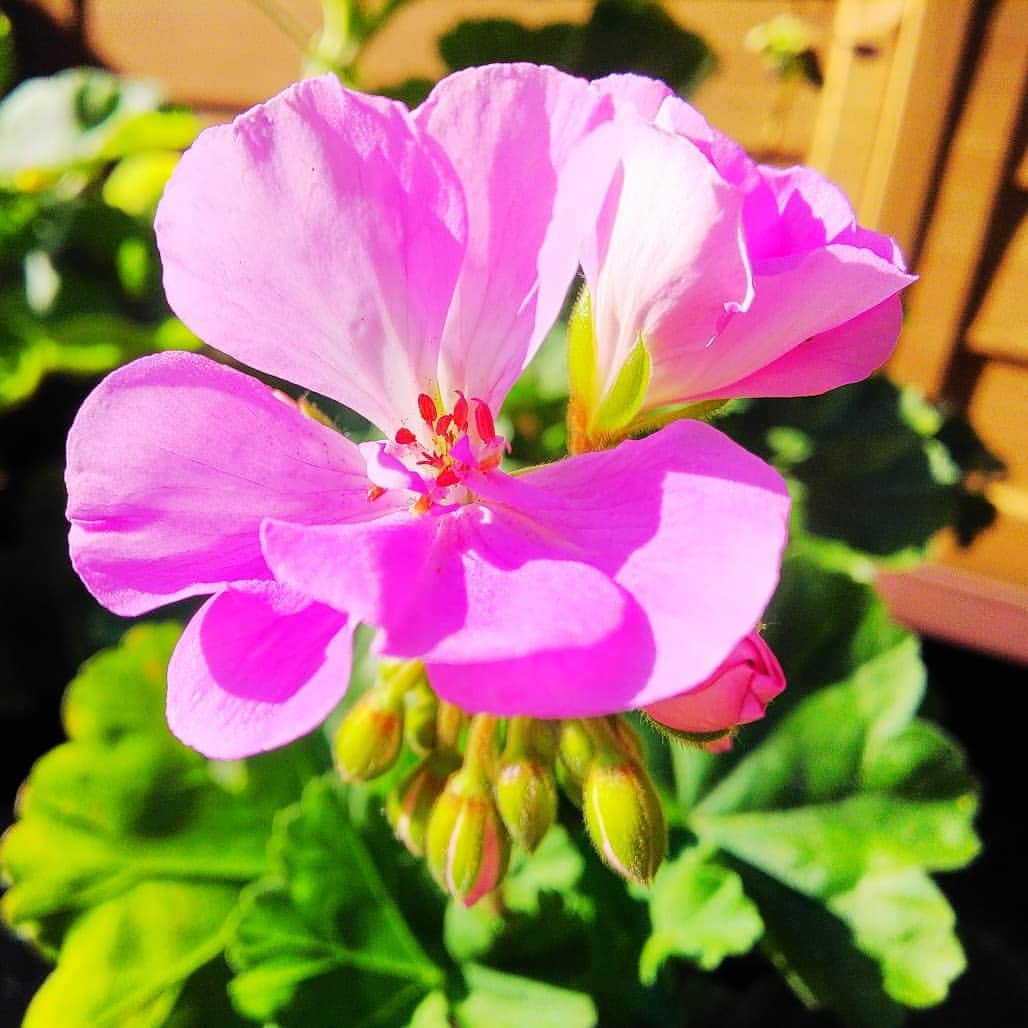 みながわゆみさんのインスタグラム写真 - (みながわゆみInstagram)「#おはようございます #今日も素敵な一日を #ゼラニウム #ゼラニウム大好き #ピンク #きれい #蕾 #はな #花 #flower #はなまっぷ #花まっぷ #花の写真 #花写真 #花撮り #花好きな人 #花好きな人と繋がりたい #写真好き #写真好きな人と繋がりたい」6月26日 7時09分 - nama.09.19