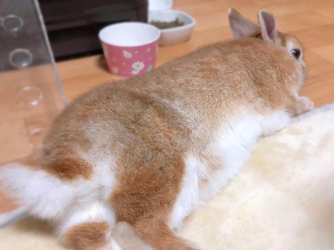 ラン?さんのインスタグラム写真 - (ラン?Instagram)「うさケツ(*´꒳`*) 昨日、投稿しようと思って寝落ちしました…おはようございます🐰 ☆ まだ水曜日( ˊᵕˋ ).｡oO ☆ #うさけつ  #うさぎ #ネザーランドドワーフ #rabbit #bunny #bunnystagram  #rabbitstagram  #cute  #かわいい #ふわもこ部  #もふもふ  #zip写真部  #アニマル写真部 #instagramjapan #netherlanddwarf #うさぎと暮らす  #うさぎのいる暮らし #癒し #kawaii #ランちゃん  2019.06.25」6月26日 7時19分 - mofumofuusako