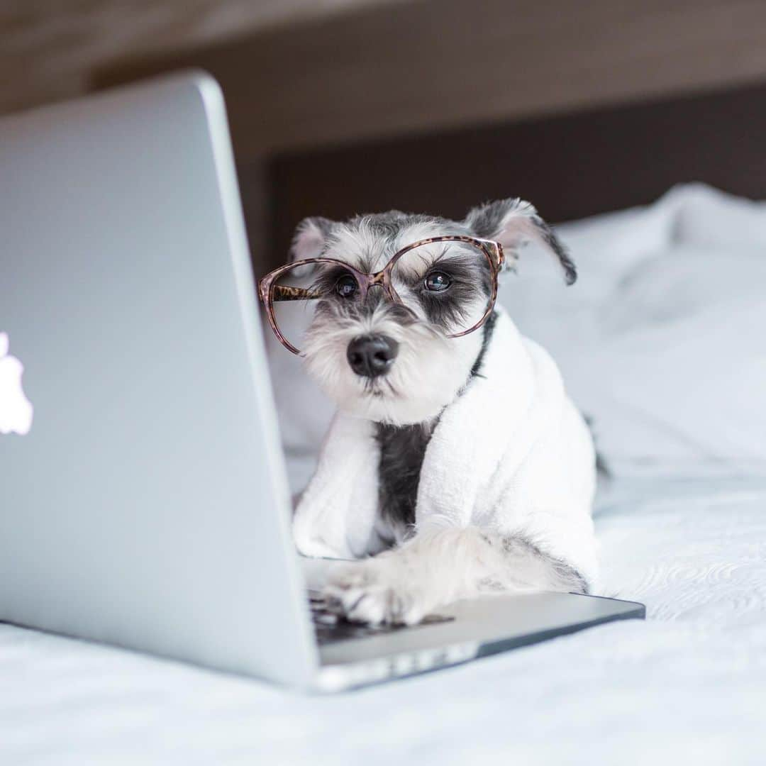 Remix the Dogさんのインスタグラム写真 - (Remix the DogInstagram)「Work life balance 🤓 @home2suites #petfriendly #sponsored」6月26日 7時45分 - remixthedog