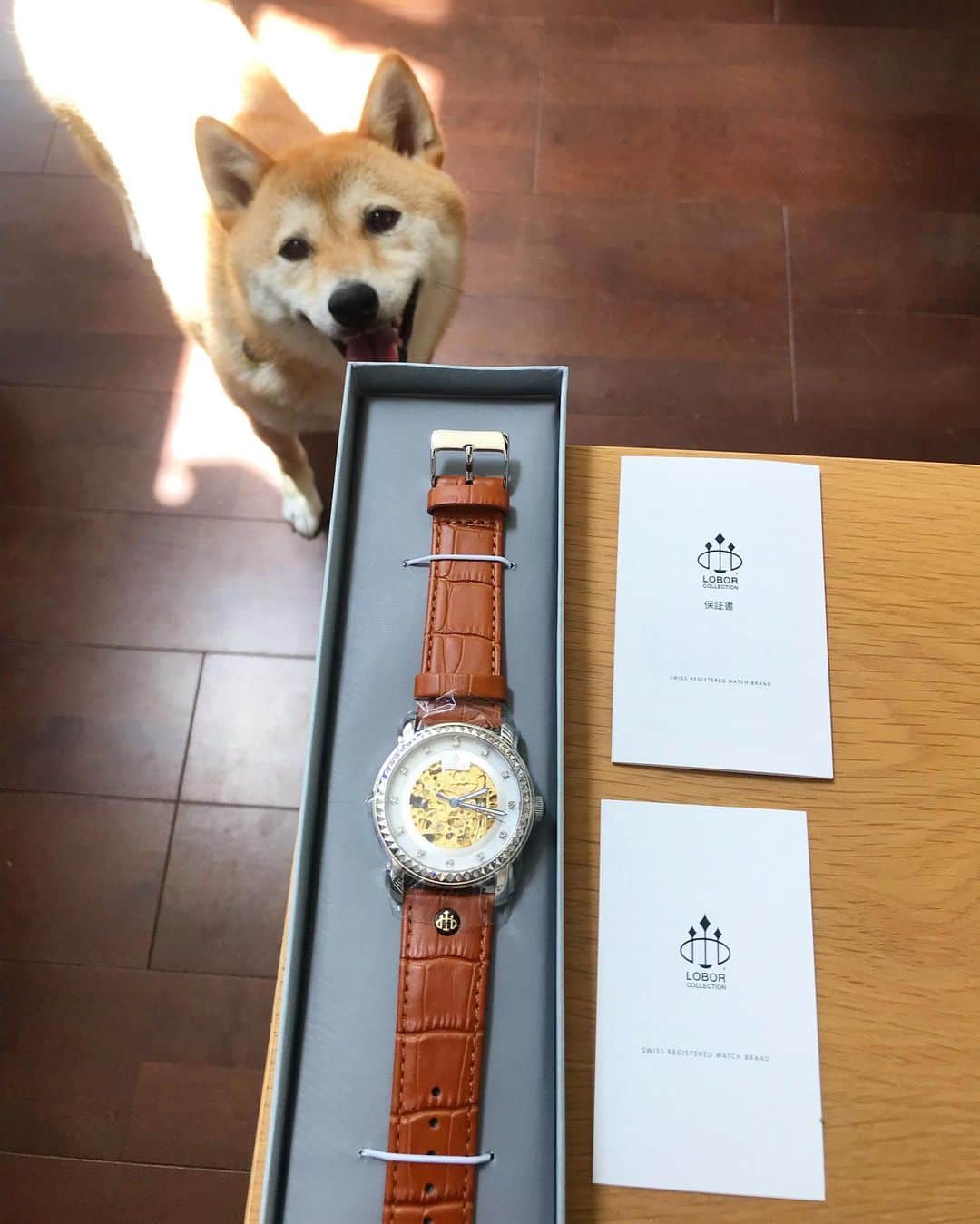 柴犬ハル&保護犬すずさんのインスタグラム写真 - (柴犬ハル&保護犬すずInstagram)「⌚️ . 「おかーしゃーんーー！ 散歩の時間です〜！」 . @loborjapan より、腕時計が届きました⌚️❤️ おとーしゃーんーへの誕生日プレゼントにしようかな💁‍♀️ . 今回、ネットで購入するとき、 クーポンコード haruh528 を入力すると購入時に10%オフです👛 たーーくさんの種類の腕時計がサイトにあるので、選ぶのが本当に楽しいです🥳メンズもレディースもありますよ〜〜！ . #ハル散歩の時間 #この笑顔にやられる #腕時計に喜ぶおとーしゃーん . #柴犬#柴#kagoshima#dog#puppy#shibainu#shibastagram#いぬバカ部#family#鹿児島#赤柴#雑種#ロバー#時計#腕時計#lobor」6月26日 7時52分 - haruharu040777