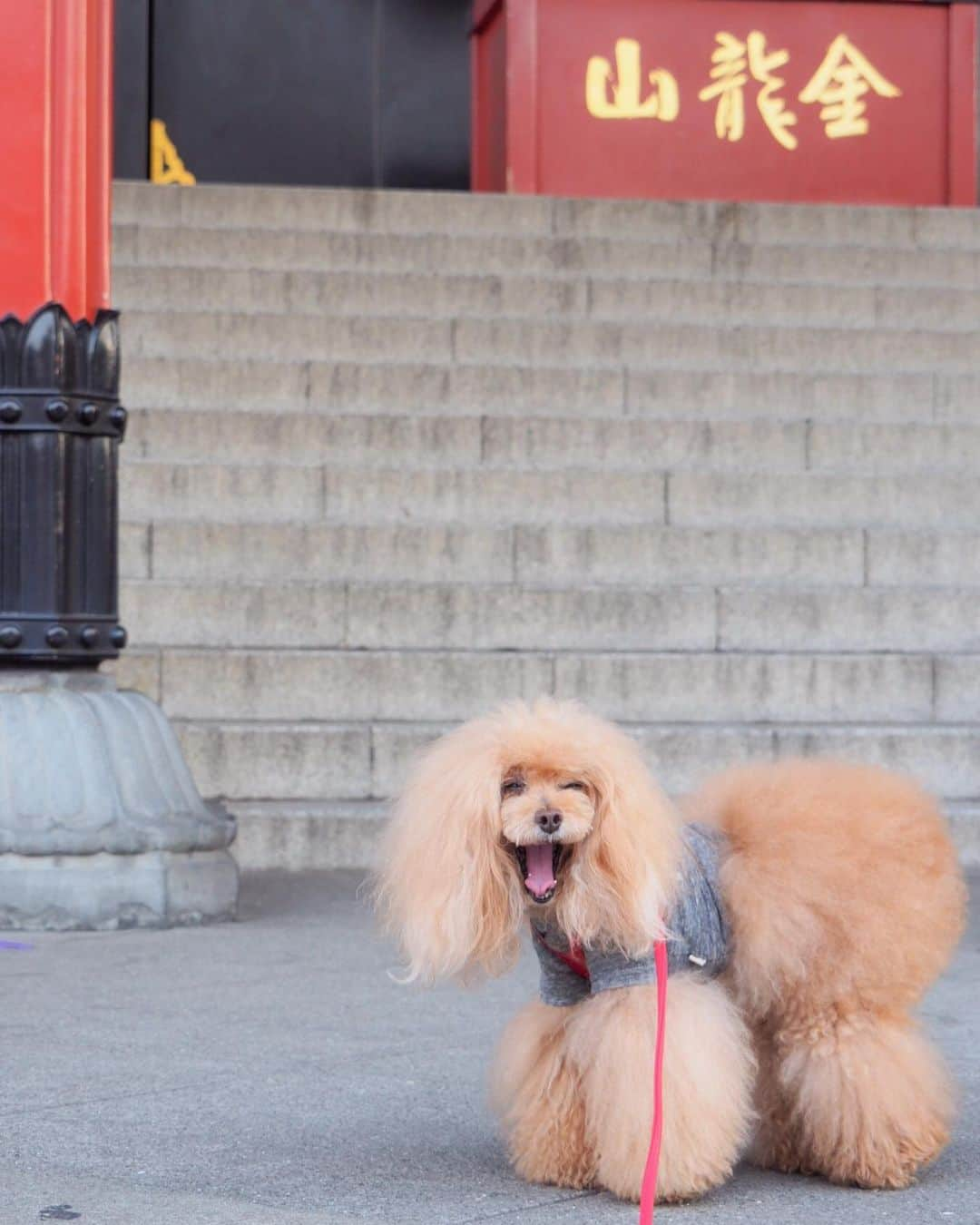 Toypoodle Mikuru?Asakusa Tokyoさんのインスタグラム写真 - (Toypoodle Mikuru?Asakusa TokyoInstagram)「20190627 Wednesday. Good morning! Friends 💖 お散歩日和です😆 . ❶ 外国人フォトスポット前🤣 ❷ 観音堂下で大アクビ😴 ❸ みくるの法則動画 変則編😅 ❹ オニクください ❺ 注目👁はみくるの左手の催促動画 . お天気日和の朝は このまま みくると遊んでいたい欲望が お天気いい日だけでなく everyday みくると遊んでいたいんだけどね🥰 お仕事しないと みくるのオニク買えないしね😂 . #浅草寺 #浅草神社 #オニク の為」6月26日 8時00分 - purapura299