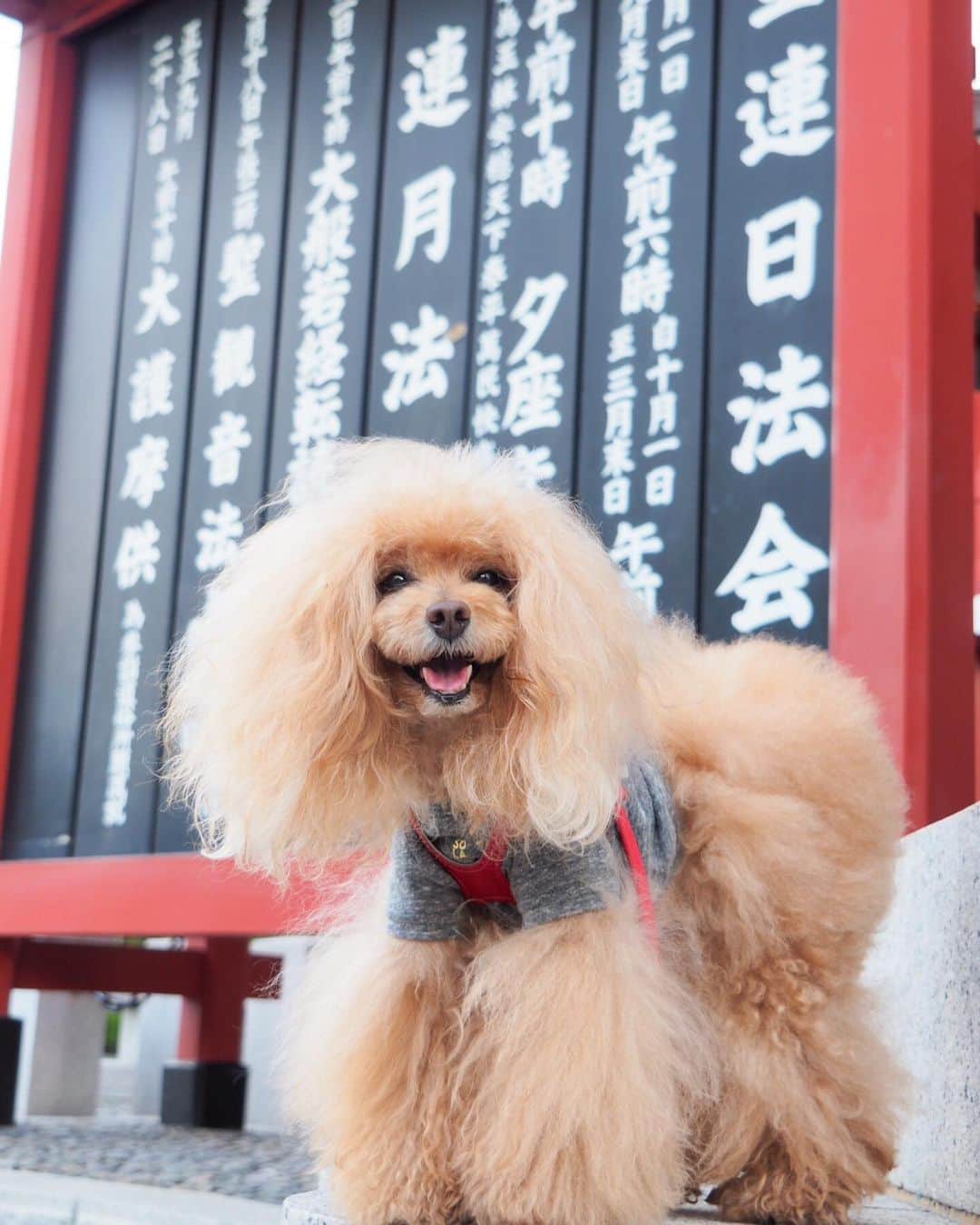Toypoodle Mikuru?Asakusa Tokyoのインスタグラム：「20190627 Wednesday. Good morning! Friends 💖 お散歩日和です😆 . ❶ 外国人フォトスポット前🤣 ❷ 観音堂下で大アクビ😴 ❸ みくるの法則動画 変則編😅 ❹ オニクください ❺ 注目👁はみくるの左手の催促動画 . お天気日和の朝は このまま みくると遊んでいたい欲望が お天気いい日だけでなく everyday みくると遊んでいたいんだけどね🥰 お仕事しないと みくるのオニク買えないしね😂 . #浅草寺 #浅草神社 #オニク の為」