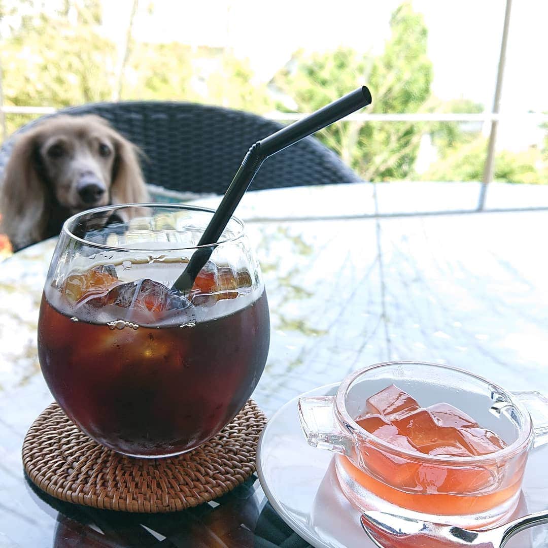 くるみんのインスタグラム：「* 熱海・真鶴お出かけラスト  真鶴さんかく屋根さんのランチ 食後のコーヒー☕とデザート 何の味だったか失念💧 イチゴ🍓だったかなぁ  #ミニチュアダックスフンド #ミニチュアダックスフント #ミニチュアダックス #イザベラタン #イザベラ #ダックス多頭飼い #ダックスフント #ダックスフンド #ダックス #ランチ #真鶴 #さんかく屋根 #わんこなしでは生きていけません会 #ワンコなしでは生きて行けません会 #ワンコokカフェ #いぬばか部 #いぬすたぐらむ #短足部 #dachshundgram #dachshund #dogstagram #all_dog_japan #east_dog_japan #instagramdog #instadachs #kyounodachs #todayswanko #7pets_1day #dachshund_feature #dachs」