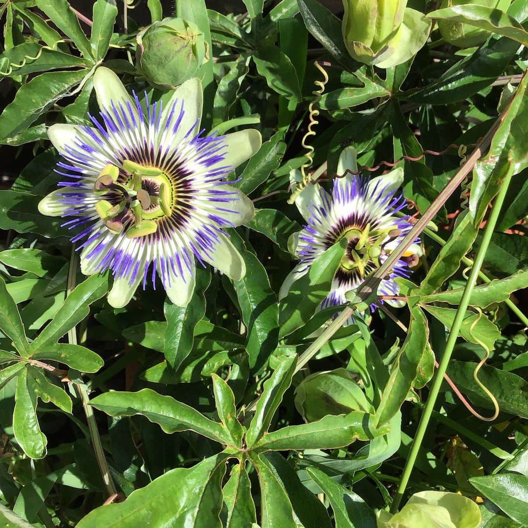 魔女菅原のグルメインスタ