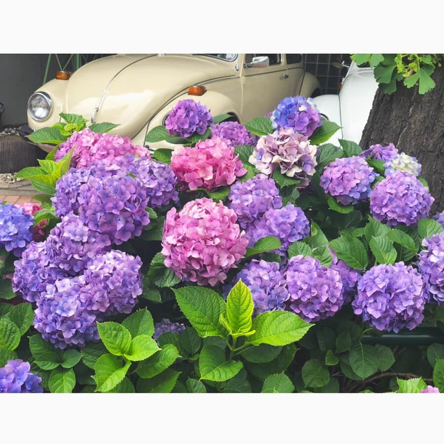 神崎恵さんのインスタグラム写真 - (神崎恵Instagram)「毎日通る道に、毎年咲く紫陽花💠 この時期、毎朝鮮やかな気持ちをもらっています。 今年も綺麗。とっても。 群植の紫陽花の美しさは圧巻。 心奪われます💠💠💠」6月26日 9時31分 - megumi_kanzaki