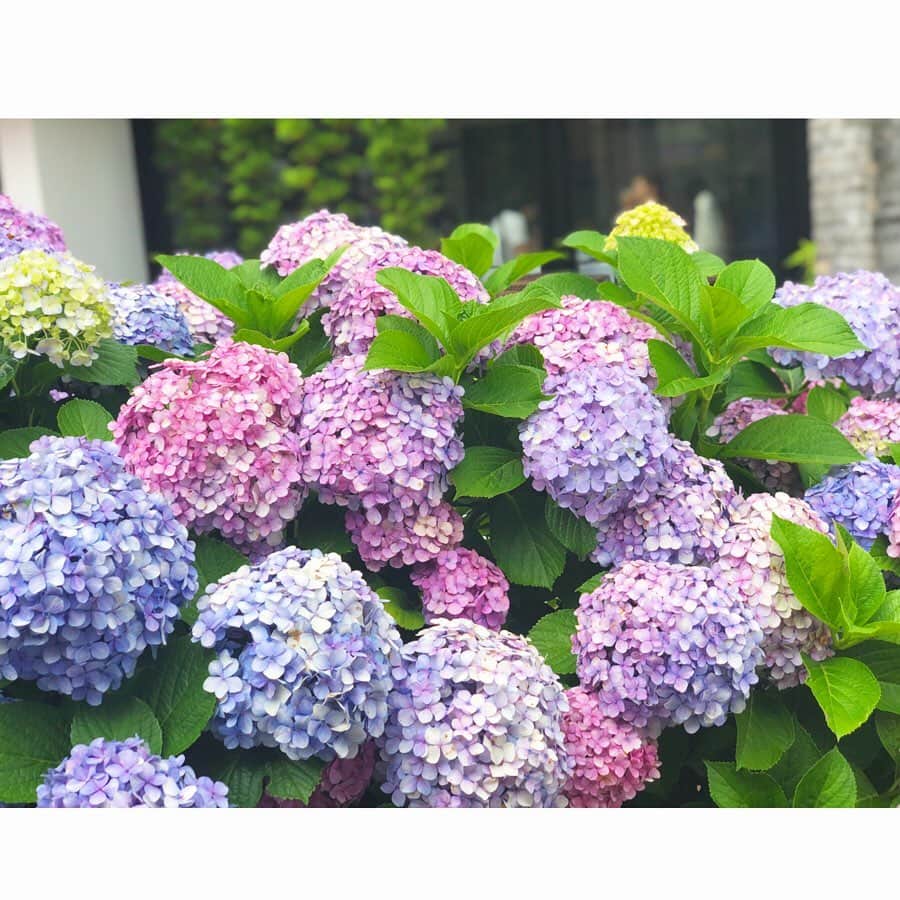 神崎恵さんのインスタグラム写真 - (神崎恵Instagram)「毎日通る道に、毎年咲く紫陽花💠 この時期、毎朝鮮やかな気持ちをもらっています。 今年も綺麗。とっても。 群植の紫陽花の美しさは圧巻。 心奪われます💠💠💠」6月26日 9時31分 - megumi_kanzaki