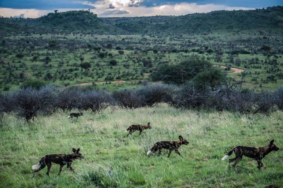 ナショナルジオグラフィックさんのインスタグラム写真 - (ナショナルジオグラフィックInstagram)「Photo by Ami Vitale @amivitale | A pack of 18 resident African wild dogs hunt for dik-diks, a species of small antelope, at @loisaba_conservancy in northern Kenya. The dog's Latin name, Lycaon pictus, means "painted wolf," referring to the animal's irregular, mottled coat. They live in packs that are usually dominated by a monogamous breeding pair. They are very social, and packs have been known to share food and to assist weak or ill members. With an estimated population of only 1,409, they are also are among the world's most endangered mammals. Preserving spaces like these and empowering local communities to benefit from conservation are among the best ways to protect wild animals like these.  Follow @amivitale for more photos of amazing animals and conservation successes from around the world. @nature_africa @nature_org @natgeoimagecollection #africanwilddogs #painteddogs #dogsofinstagram #africa #kenya」6月26日 9時33分 - natgeo