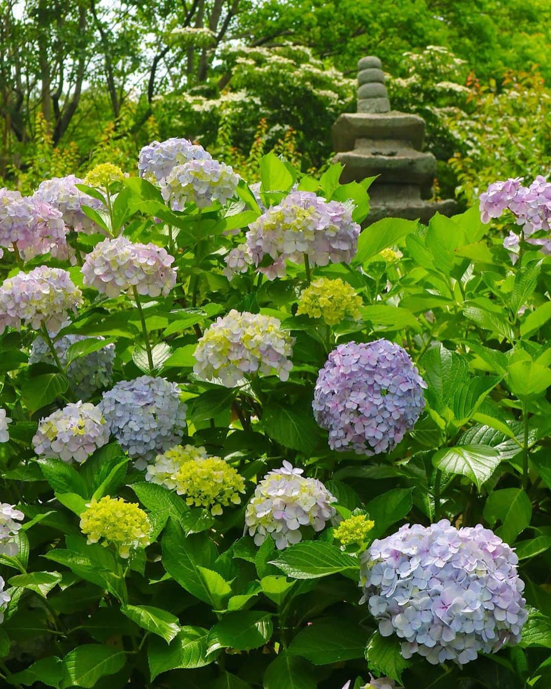 東急電鉄さんのインスタグラム写真 - (東急電鉄Instagram)「. The hydrangea blooms at Kosokuji Temple are one of Kamakura’s best kept secrets.  Catch them in full season from mid-May to mid-June. (Try double tapping any of the heart-shaped hydrangeas!) . #hydrangeas #hydrangeawreath #flower #flowerstagram #japan #kamakura #kamakurajapan #enoshima #kosokuji #japantrip #japantravel #ig_japan #photo_jpn #japan_of_insta #amazing #art_of_japan #japan_daytime_view #japantrip #travelstagram #lovers_nippon #japanholiday #일본 #あじさい #紫陽花 #수국 #光則寺 #東急江ノ島鎌倉フリーパス #鎌倉 #鎌倉散歩」6月26日 19時12分 - tokyu_railways