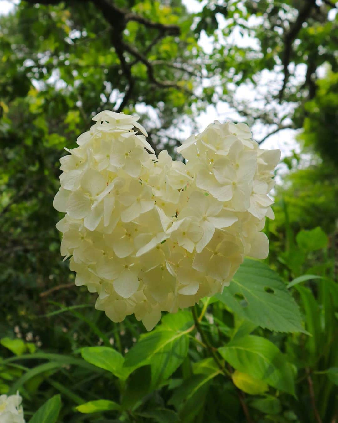 東急電鉄さんのインスタグラム写真 - (東急電鉄Instagram)「. The hydrangea blooms at Kosokuji Temple are one of Kamakura’s best kept secrets.  Catch them in full season from mid-May to mid-June. (Try double tapping any of the heart-shaped hydrangeas!) . #hydrangeas #hydrangeawreath #flower #flowerstagram #japan #kamakura #kamakurajapan #enoshima #kosokuji #japantrip #japantravel #ig_japan #photo_jpn #japan_of_insta #amazing #art_of_japan #japan_daytime_view #japantrip #travelstagram #lovers_nippon #japanholiday #일본 #あじさい #紫陽花 #수국 #光則寺 #東急江ノ島鎌倉フリーパス #鎌倉 #鎌倉散歩」6月26日 19時12分 - tokyu_railways