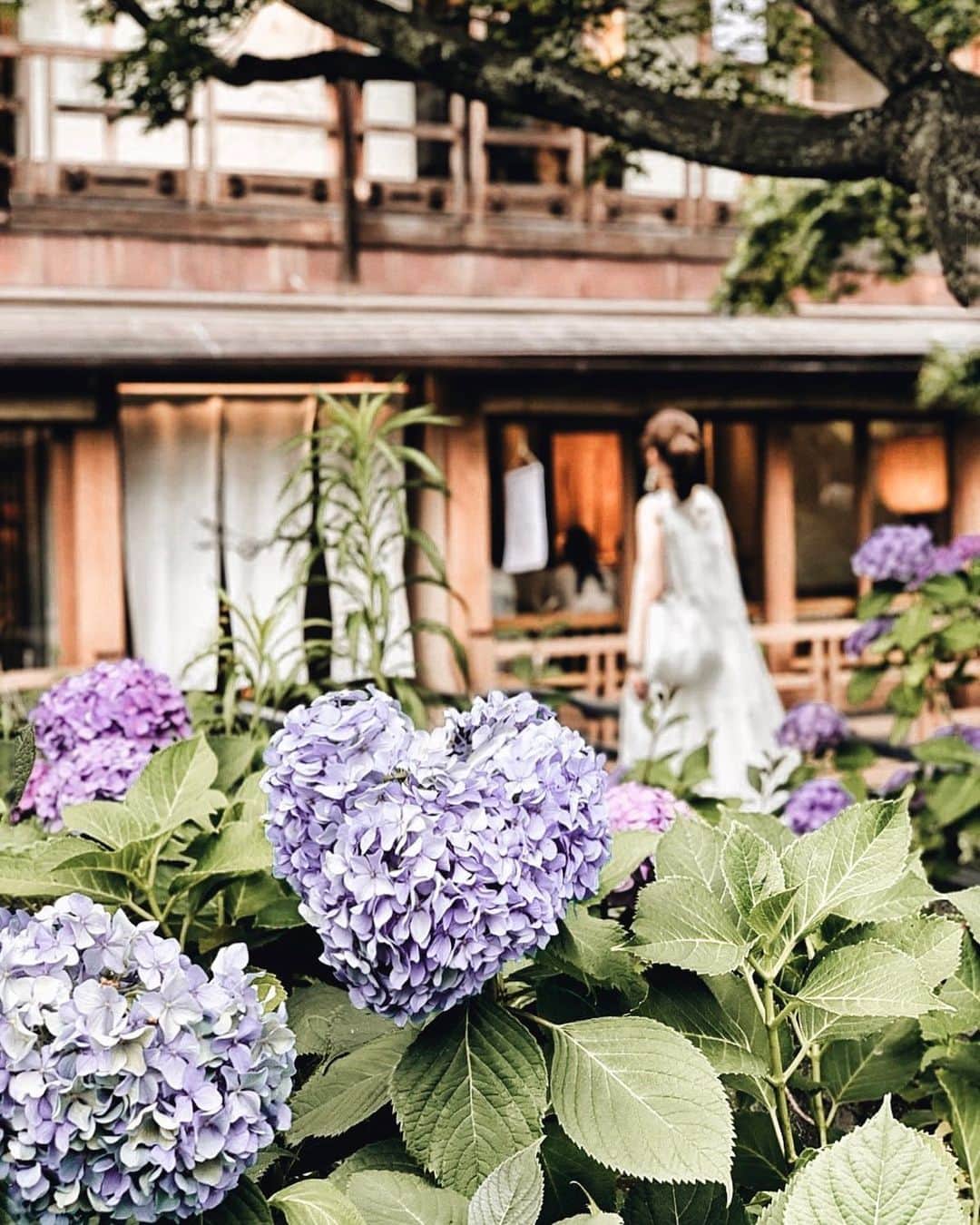 Yukicoさんのインスタグラム写真 - (YukicoInstagram)「𓇠𓇢𓇡𓆸 Heart shaped hydrangea𖡼𖠇𖡼 ハートにみえるかどうかは 心の目次第☺︎ 今日もおつかれさまでした♡  𓏧𓏧𓏧𓏧𓏧𓏧𓏧𓏧𓏧𓏧𓏧𓏧𓏧𓏧𓏧𓏧𓏧𓏧𓏧𓏧𓏧𓏧𓏧𓏧𓏧𓏧𓏧 #storyofmylife#flowers#flowerporn#flowerslovers#flowerstyles#floweroflife#flower_perfection#flowerstagram#flowerporn#still_life_gallery#floweroftheday#littlethings#livethelittlethings#tv_living#f52grams#inspiredbypetals#tv_stilllife#simplepleasures#momentslikethese#blooms#flowertalking#bouquet#bouquets#flowerpower#thatsdarling#nothingsordinary#hydrangea#紫陽花#ハートのある写真#ハートあじさい#お花とる人おけいはん」6月26日 19時09分 - yukicolifecom