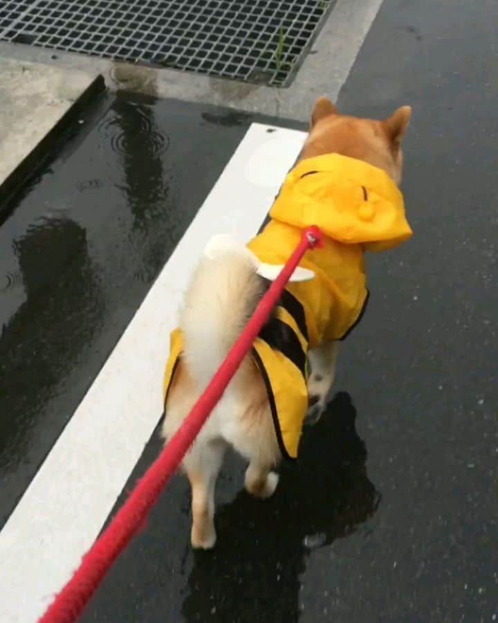 柴犬たま Shibainu Tamaのインスタグラム