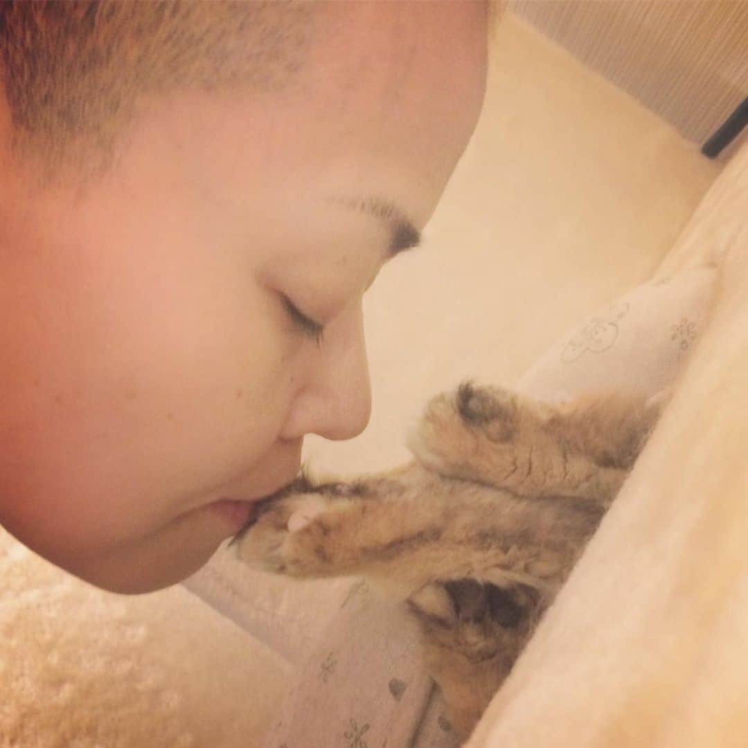 岡田屋鉄蔵のインスタグラム：「二年前、お迎え当初は脚に触れるとマジ蹴り飛んできたものですが。今はこんな事できちゃうんだす。ん〜肉球柔らか〜」