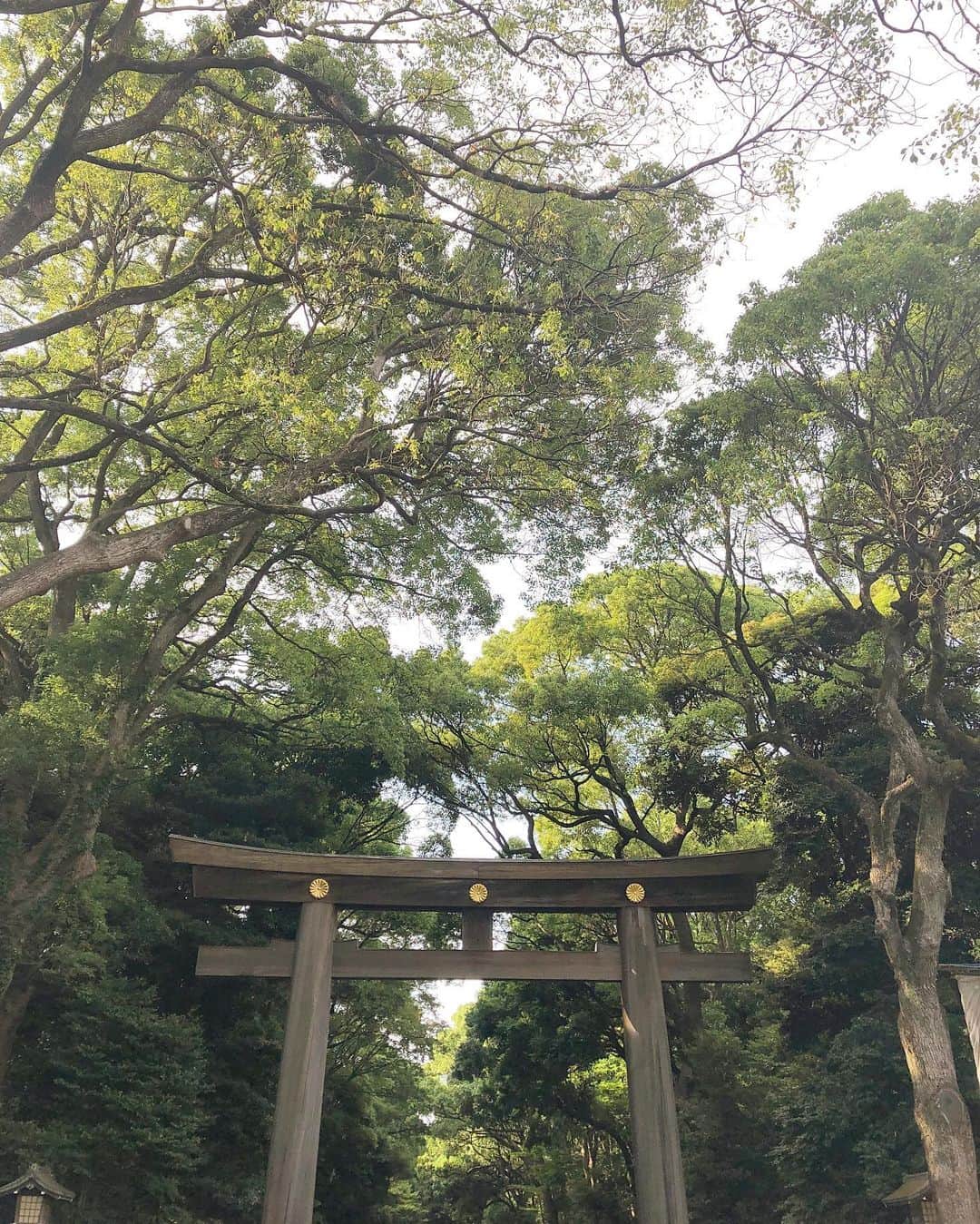 柴田紗希さんのインスタグラム写真 - (柴田紗希Instagram)「明治神宮へ。。。⛩ 今日は天赦日、一粒万倍日、神吉日 3つが重なる素晴らしい日なんだって (カメラマンさんが教えてくれました) こんなに重なる日ってなかなかないみたいで、結婚をする方とかも多くて、 何をするのにも良い日みたい！ 全く知らなかったけどそんな日って 聞いたからには、、、 時間がパッと空いたので明治神宮へ ご挨拶へ行きました☺️ 素敵な日に感謝の気持ちを伝えに行けて良かったです♡」6月26日 19時54分 - shibasaaki