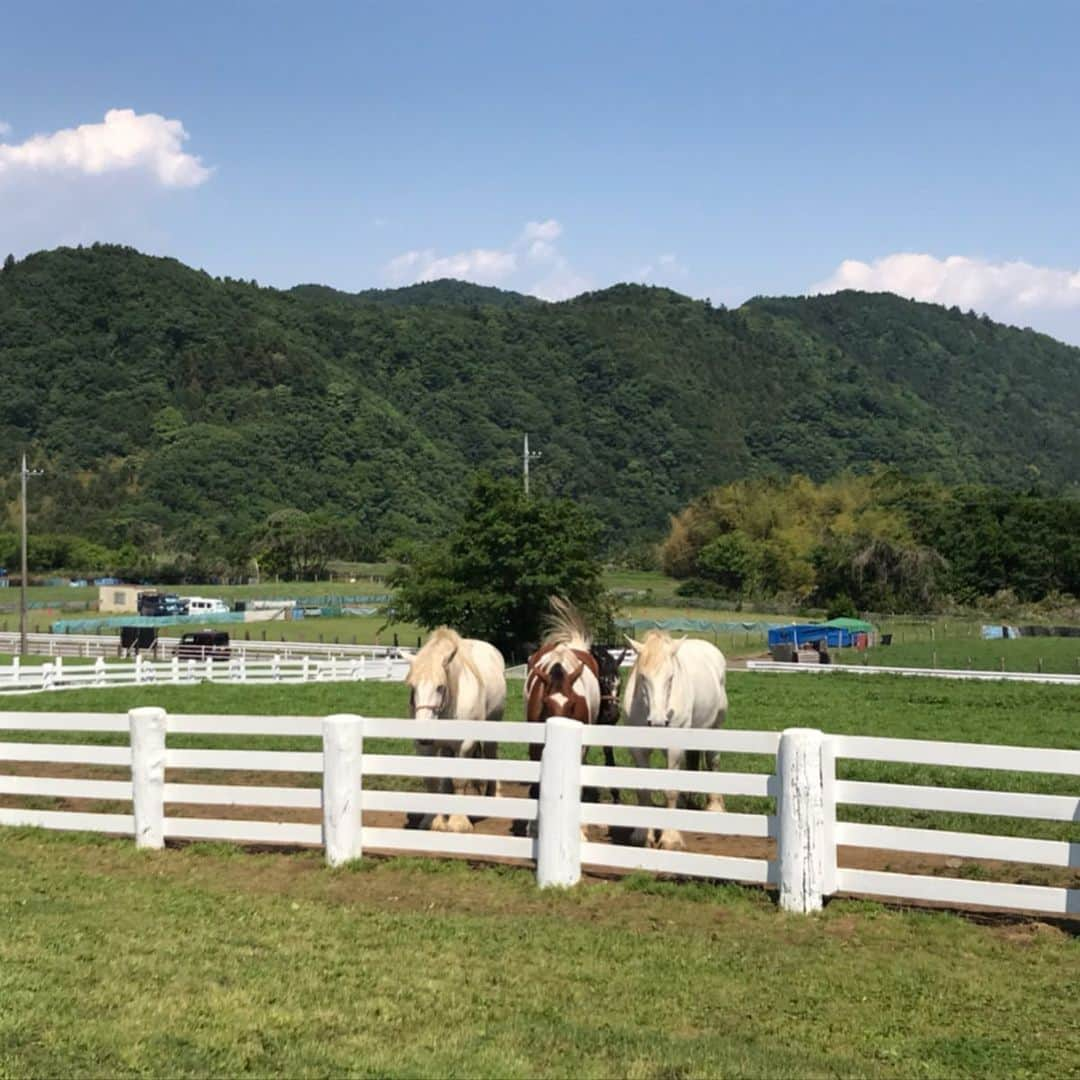 竹岡圭さんのインスタグラム写真 - (竹岡圭Instagram)「しかし、このお馬さんたちのカメラ目線が熱い😅 そして、ここのソフトクリーム、私好みのアッサリ系でめちゃウマでーす🍦@服部牧場 なかなか日本！〜高速道路女子旅〜tvk毎週月曜日20時55分〜（tvk映らない方もhttp://www.tvk-yokohama.com/naka_jpn/本編動画ONAIR翌日以降見られます）」6月26日 20時08分 - kei_takeoka