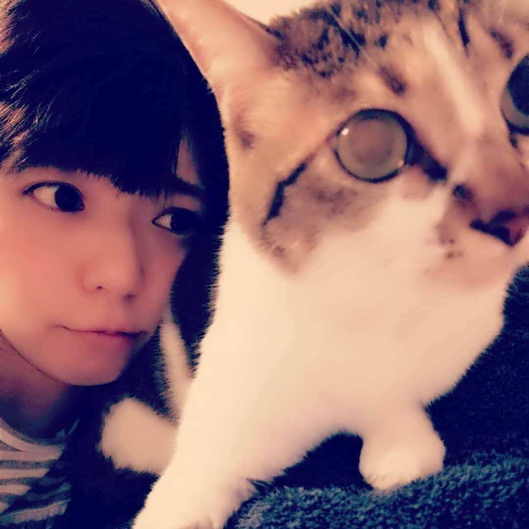 藤井沙央理さんのインスタグラム写真 - (藤井沙央理Instagram)「最近の#猫事情  #枕の取り合い  #寝返り打つといる #邪魔可愛い #2shot 難しい たまに#足が顔の上にある たまに#おしりもある #たぶん仲良し」6月26日 20時19分 - fujii.saori