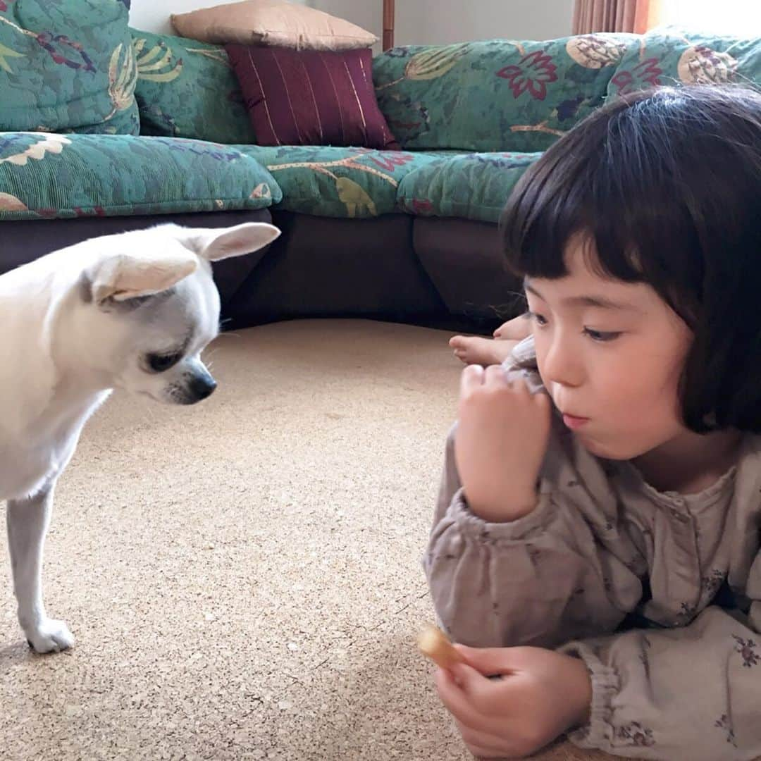 *yoko*さんのインスタグラム写真 - (*yoko*Instagram)「◇2019.6.26 wed. ・ 成長したマルと心乃。 愛情は心乃の方がだいぶ大きいけど、仲良しな2人♡ ・ ほんで、保育園で自分達でおにぎり🍙作る日やってんけど、 先生から「みんなお星さまの形とかハートの形を作って美味しく食べました～」って聞いたし、ワクワクしながら心乃はどんなん作ったん？って聞いたら、 「卵焼きみたいな形のと、ウインナーをベタ！って潰したような形の」って😳🍙 すごいの作ったな。笑 手でどんなんか形やったか表してくれてんけど、両方とも一緒の形やったわ。笑 ・ @moomo9112  たった5分でツルツル✨ ・ #5歳#5歳6カ月 #動く心乃シリーズ」6月26日 20時24分 - yococono