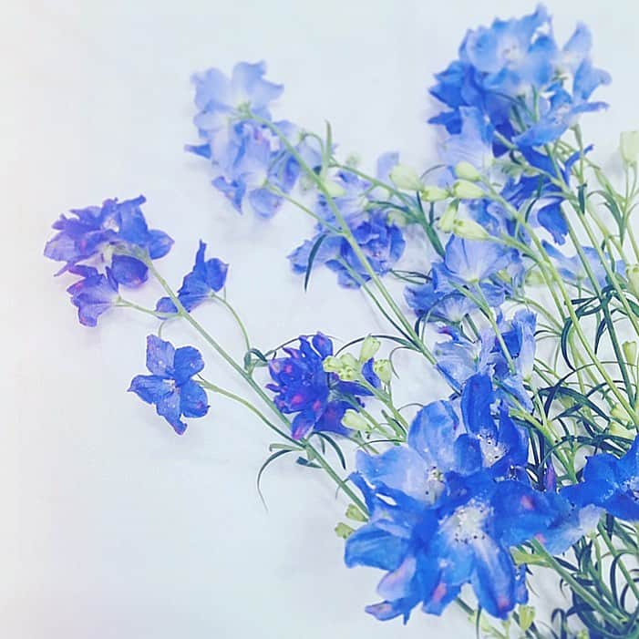 フレシャス公式(FRECIOUS) さんのインスタグラム写真 - (フレシャス公式(FRECIOUS) Instagram)「みなさま、こんばんは！ . #デルフィニウム というお花を知っていますか？ つぼみの形がイルカに似ていることから、 ギリシャ語でイルカを意味する『Delphis』が 由来なのだそうです^^ 爽やかなサムシングブルーが素敵ですね。 . . デルフィニウムの花言葉は、「清明」「高貴」のほかに 「あなたは幸福をふりまく」という花言葉も。 . 先週末、会社の仲間の結婚式に 参加してきたのですが、 仲睦まじい新郎・新婦にほっこり^^ . デルフィニウムの花言葉のように 幸せをおすそ分けしてもらった一日でした♪ .(編集部Y) . ─────────────── ★ほぼ毎日更新中★ こちらよりフォローしてください♪ ↓　↓　↓ 【フレシャス公式】 @frecious_official ─────────────── .  #フレシャス #FRECIOUS #天然水#ウォーターサーバー#waterserver#丁寧な暮らし#花のある暮らし#花言葉#季節の花#季節を感じる暮らし#サムシングブルー#ジューンブライド#Junebride#末永くお幸せに」6月26日 20時27分 - frecious_official