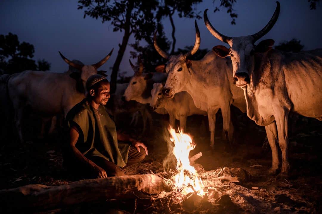 AFP通信さんのインスタグラム写真 - (AFP通信Instagram)「- AFP presents a photo essay by photographer 📷 @luistatophoto - . They are one of the last great nomadic peoples of the planet, a community of some 35 million people scattered across 15 countries in West Africa, from the dusty Sahel down to the lush rainforests.They are the Fulani: Pastoral herders who migrate with their cattle, following the pendulum swing of the seasons. . A few years ago, the Fulani, also called the Peul, pursued their ancient lifestyle largely unnoticed by the rest of the world. All that has changed. Old conflicts have flared anew between herders and sedentary farmers in Nigeria, Burkina Faso, Mali and Niger. . Thousands of people have died in a cycle of violence that jihadists have manipulated and inflamed. The economic impact is in the tens of billions of dollars. Governance in many of these afflicted regions is breaking down, turning swathes of land into vast zones of lawlessness. . The clashes have occurred on West Africa's historic Muslim-Christian faultline.  Yet the conflict goes beyond religion, bringing into focus issues that are crucially relevant for the wider world. . They include the roles of population growth and climate change in fuelling disputes over land use, and the part that colonial-legacy divisions play in stoking violence. The crisis has also turned a sudden, stark spotlight on Fulanis and their gruelling but timeless way of living.」6月26日 20時28分 - afpphoto