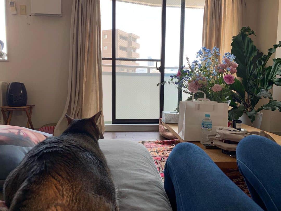 のインスタグラム：「🐈」