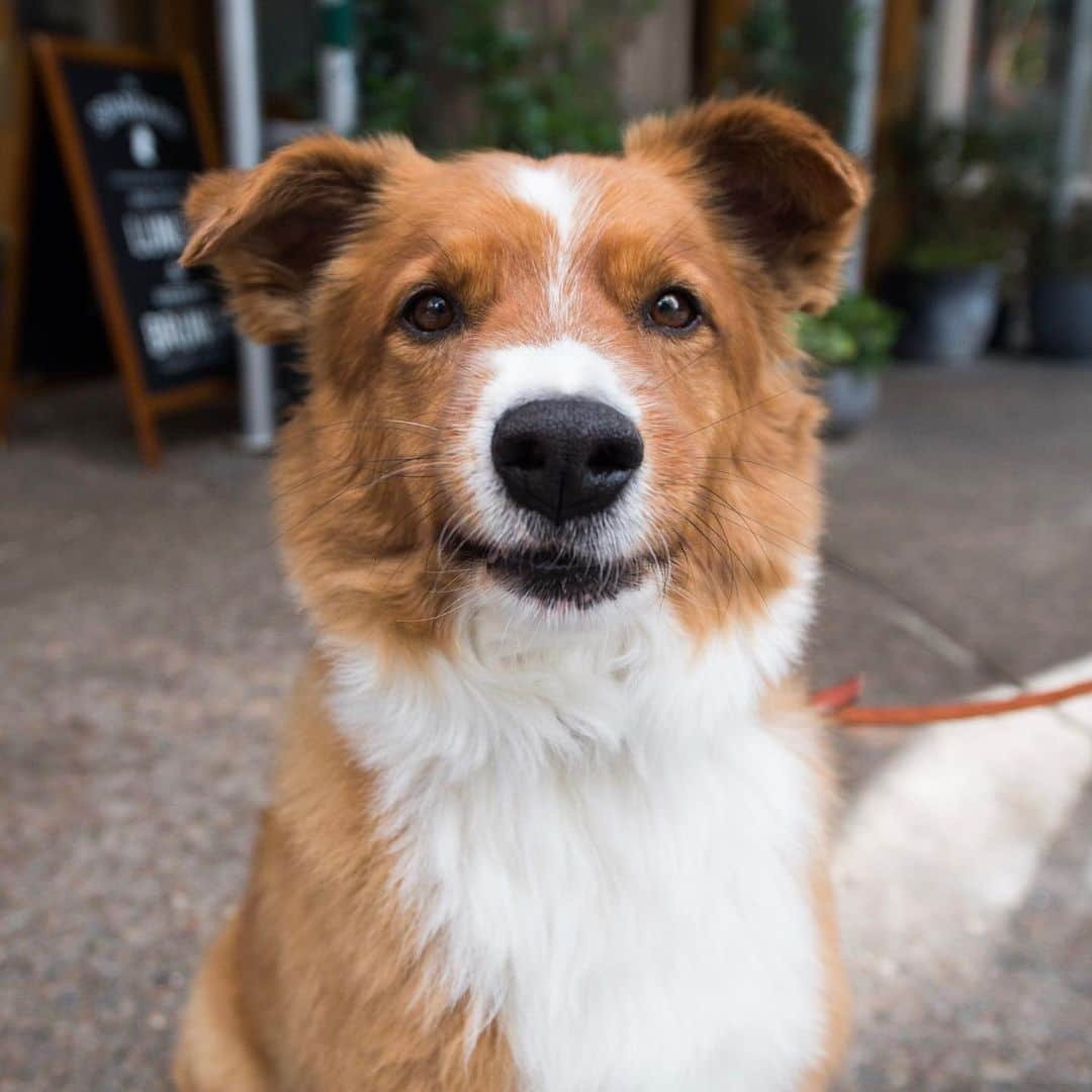 The Dogistさんのインスタグラム写真 - (The DogistInstagram)「Sidney, Shepherd/Corgi mix (6 y/o), West 4th & Barrow St., New York, NY • “He sleeps all day and then parties real hard when he sees a toy.”」6月26日 11時40分 - thedogist