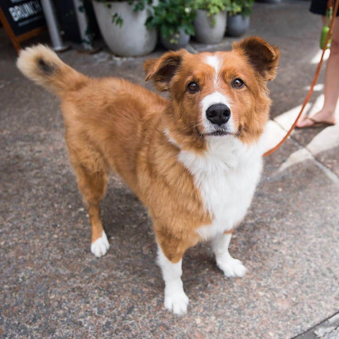 The Dogistさんのインスタグラム写真 - (The DogistInstagram)「Sidney, Shepherd/Corgi mix (6 y/o), West 4th & Barrow St., New York, NY • “He sleeps all day and then parties real hard when he sees a toy.”」6月26日 11時40分 - thedogist
