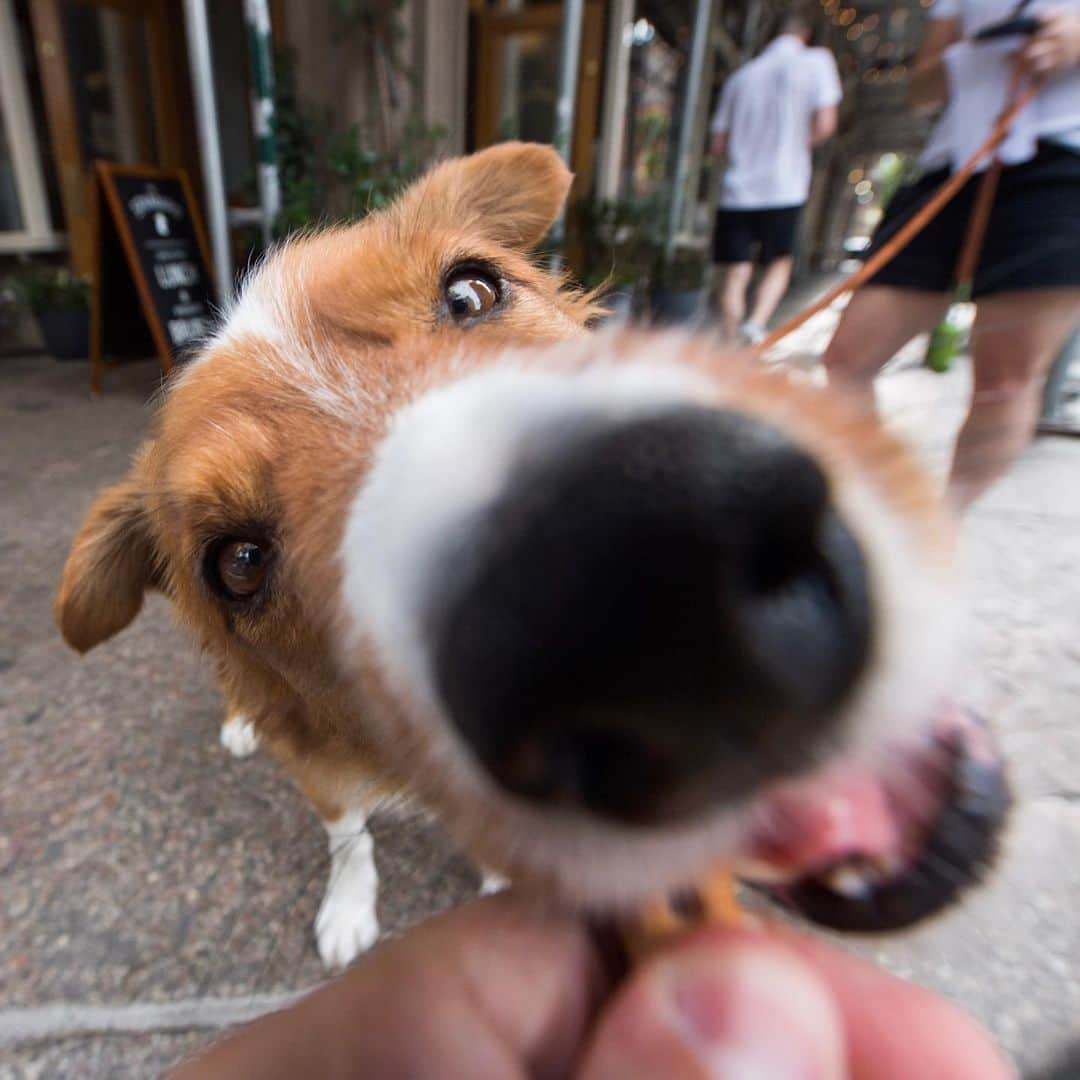 The Dogistさんのインスタグラム写真 - (The DogistInstagram)「Sidney, Shepherd/Corgi mix (6 y/o), West 4th & Barrow St., New York, NY • “He sleeps all day and then parties real hard when he sees a toy.”」6月26日 11時40分 - thedogist