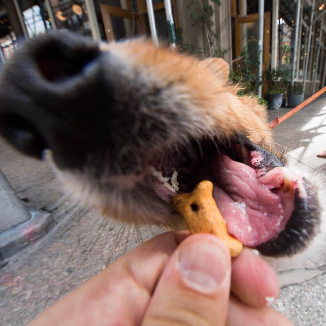 The Dogistさんのインスタグラム写真 - (The DogistInstagram)「Sidney, Shepherd/Corgi mix (6 y/o), West 4th & Barrow St., New York, NY • “He sleeps all day and then parties real hard when he sees a toy.”」6月26日 11時40分 - thedogist