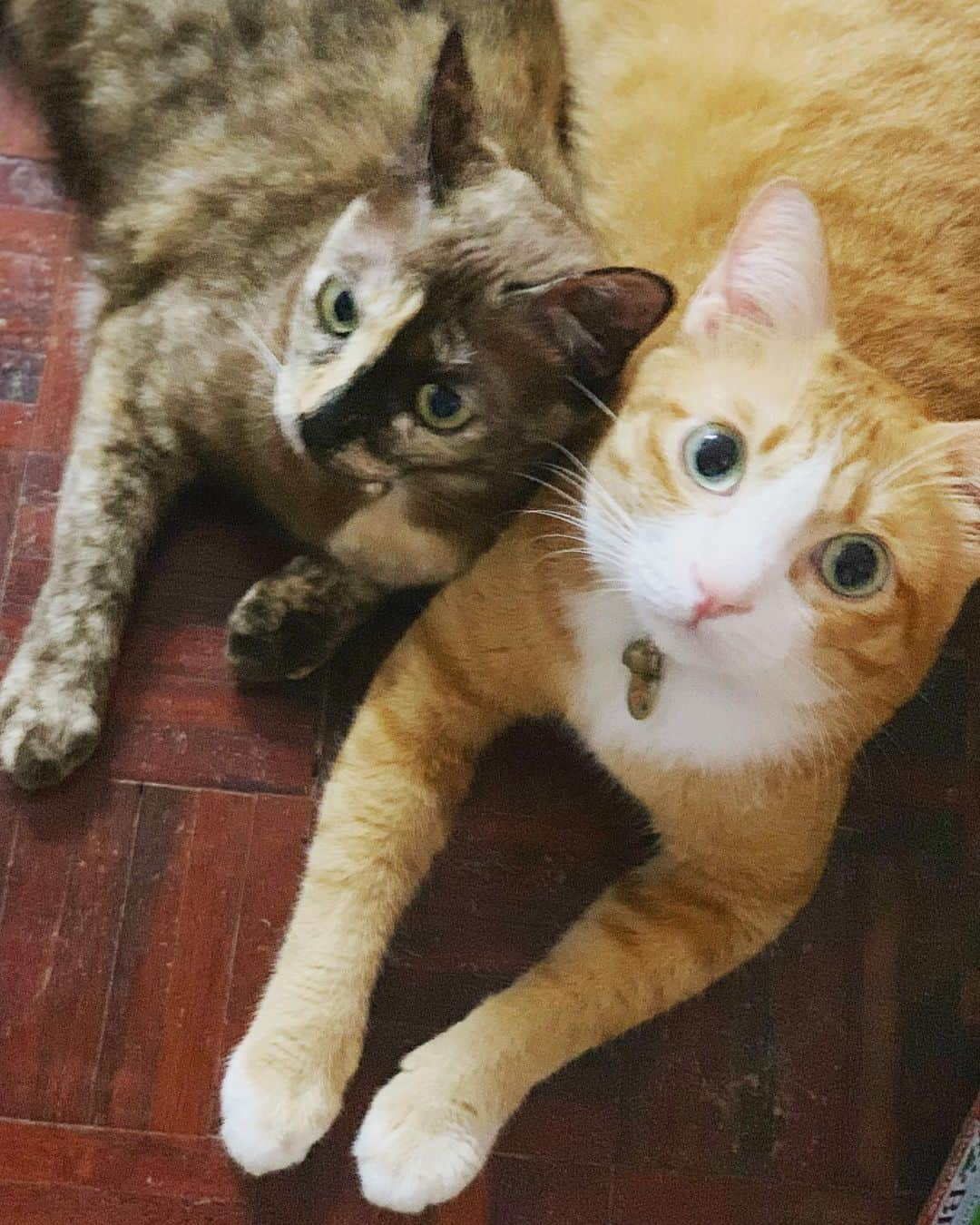 tamatamagoさんのインスタグラム写真 - (tamatamagoInstagram)「😼🐱😍 . .  昨夜は、ヤモリ狩りに忙しく 寝室には来なかったお二人さん😆  洗濯しようとドアのところに行ったら この可愛い顔でくっついて待ってた〜😍😍😍 . .  #可愛いテロ #仕事がはかどらない  #親バカ #これをスルーできる人の方が少ないと思う🤣🤣🤣 . .  #茶トラ #茶トラ男子部 #茶トラ白 #茶白 #保護猫 #タイ猫 #さび猫 #サビ猫 #サビ猫の魅力を伝えたい #ペコねこ部 #pecoねこ部 #猫のいる暮らし #猫のいる風景 #meowmeow #catsofworld #catsofinstagram #cats_of_instagram #kittens_of_instagram #cats_features #thaicat #catthailand #rescuecat #bff #gato #kucinglucu #猫好きさんと繋がりたい」6月26日 11時50分 - tamatamago