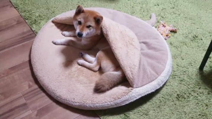 柴犬たま Shibainu Tamaのインスタグラム