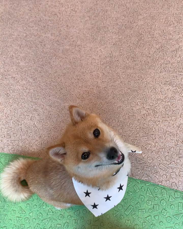 豆柴 サニーちゃんのインスタグラム