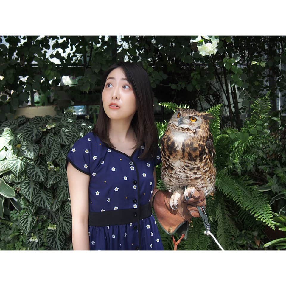 松浦雅さんのインスタグラム写真 - (松浦雅Instagram)「#神戸どうぶつ王国 へ行ってきました。 動物たちとの距離が近く、柵も少ない！ また飼育員さん達が話しかけやすい雰囲気を出してくれていて、 聞いたら色んなことを教えて下さる！ なんていいところ…！楽しかった😭 撮影中、フクロウちゃんが 斜め上の、何も無い場所をずっと見ていて 不思議だったので聞いてみたら 耳がいいので、飛行機が飛んでいるのを察知しているのだそうです。 何も見えないし何も聞こえなかったよわたしには…！すごいねぇ。 ミラーレス一眼で撮ってきたので これからちょこちょこ動物の写真UPします📸 #フクロウ #owl」6月26日 14時23分 - m.miyabi614