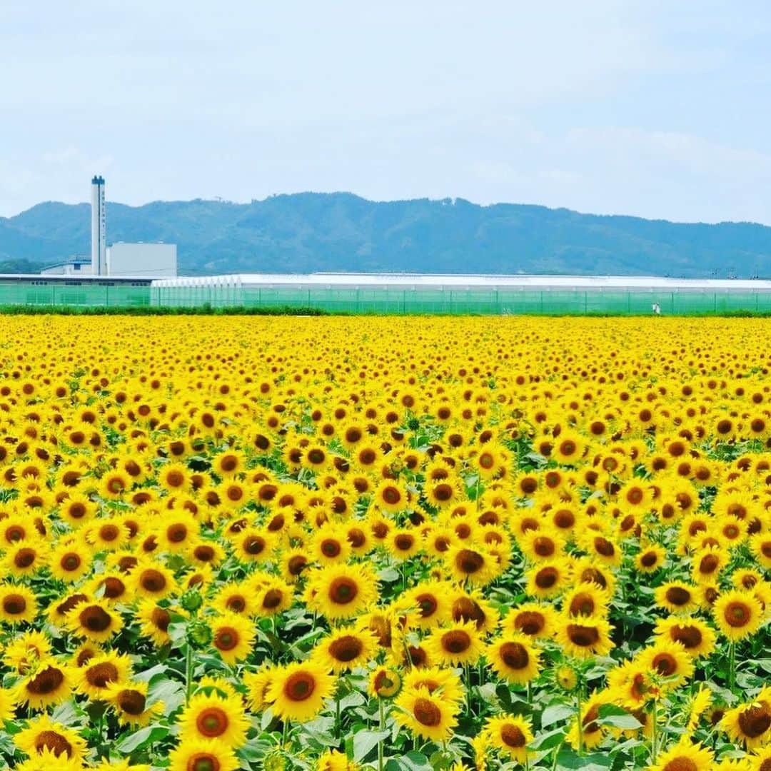 宮城県観光課さんのインスタグラム写真 - (宮城県観光課Instagram)「【やまもとひまわり祭り】 東日本大震災で被災した山元町の沿岸部にひまわりが咲き誇ります。 昨年に引き続き２回目となりますが、今年は8.3ヘクタールの農地に、約250万本のひまわりが大輪の花を咲かせます。その眺めはまさに圧巻です。 また、その場で摘み取りし（無料）お持ち帰りいただくことも可能です。ぜひ、山元町の夏を全身で感じてください。 会場案内は、今年2月にオープンした農産物直売所「やまもと夢いちごの郷」へお出でいただき、会場までの案内図をお受け取りください。  また、「やまもと夢いちごの郷」では、特産品である「いちご」を使った各種デザートを新たに開発しました。こちらもご賞味されてはいかかでしょうか。  なお、「やまもとひまわり祭り」会場にはトイレがありませんので、「やまもと夢いちごの郷」か、近くの「笠野避難丘公園」をご利用ください。  期間:7月20日（土）〜7月28日（日） 場所:山元町高瀬字狐須賀地内（山元東部地区新浜地区ほ場） 問:0223-36-9837（山元町商工観光交流課） #宮城#山元#ひまわり#ひまわり畑#いちご#直売所#花#サザエさんの愉快なタビin宮城 #やまもと夢いちごの郷 #夢いちごの郷  #tohoku#miyagi#yamamoto#sunflower」6月26日 14時49分 - miyagi_pref_kankou