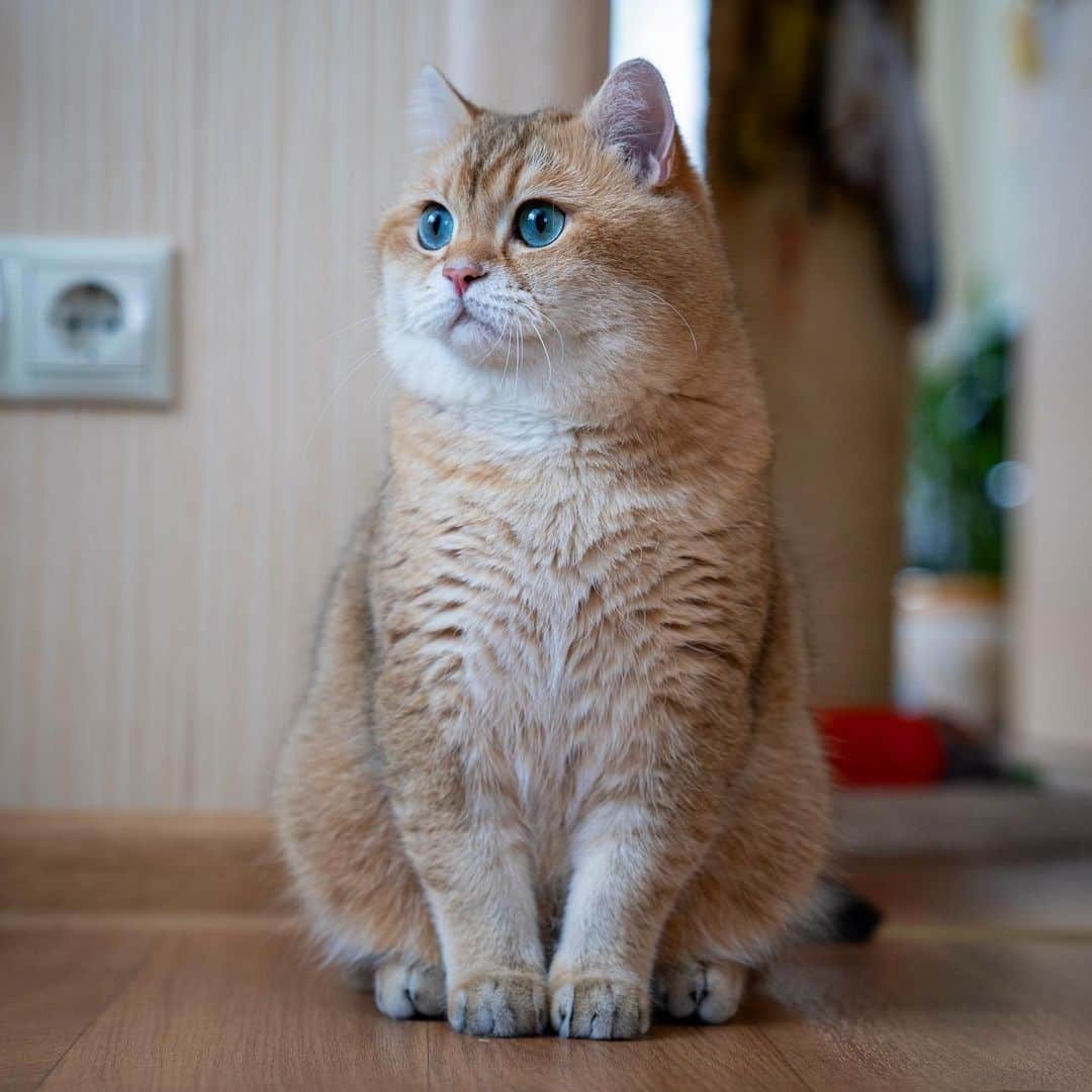 Hosicoさんのインスタグラム写真 - (HosicoInstagram)「You look real good in this photo, Hosico 🐈」6月26日 15時02分 - hosico_cat