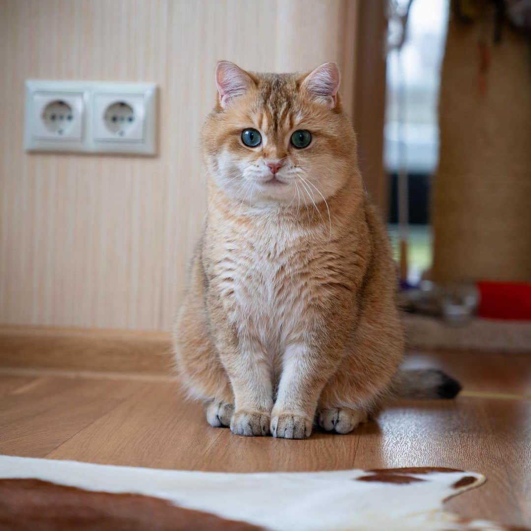 Hosicoさんのインスタグラム写真 - (HosicoInstagram)「You look real good in this photo, Hosico 🐈」6月26日 15時02分 - hosico_cat