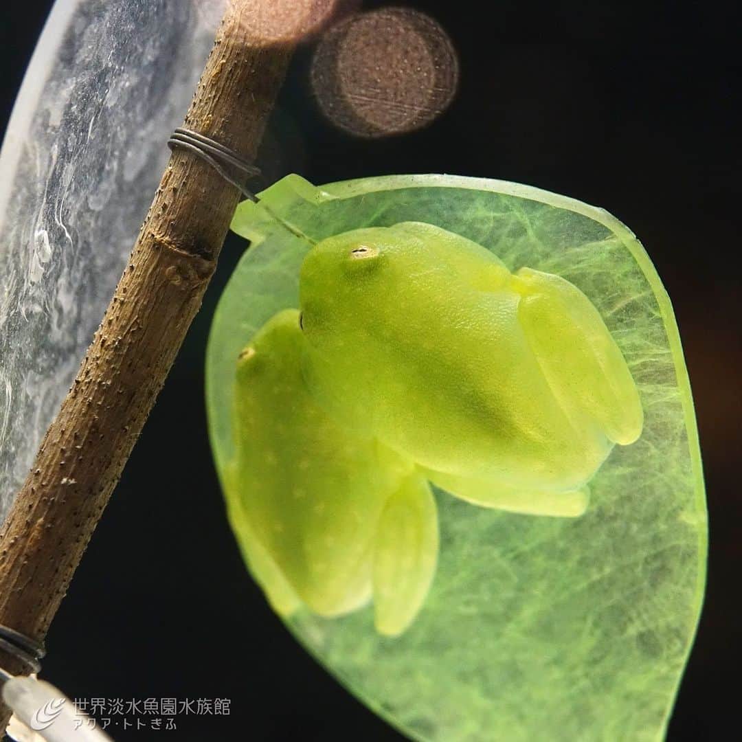 世界淡水魚園水族館 アクア・トト ぎふのインスタグラム：「企画展「美しきカエルの世界」で展示しているフライシュマンアマガエルモドキ。腹側からは内臓が透けて見えるため、グラスフロッグともよばれます。 #アクアトト #アクアトトぎふ #アクアトト岐阜 #カエル #frog #frogs」
