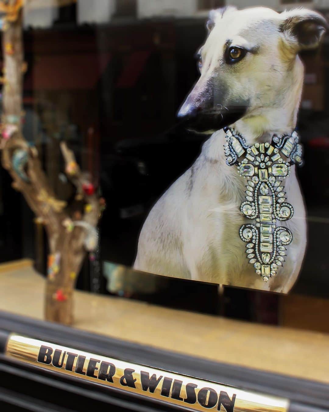 バトラー&ウィルソンさんのインスタグラム写真 - (バトラー&ウィルソンInstagram)「Our stunning Fulham Road Windows shot by @liddieholt @huntleyhedworth 📸 Nelly is wearing #BUTLERANDWILSON Iconic Jewellery 🐾 • • #butlerandwilson #dogsofinstagram #dog #whippet #dogs #jewelry #necklace #london」6月26日 20時40分 - butlerandwilson