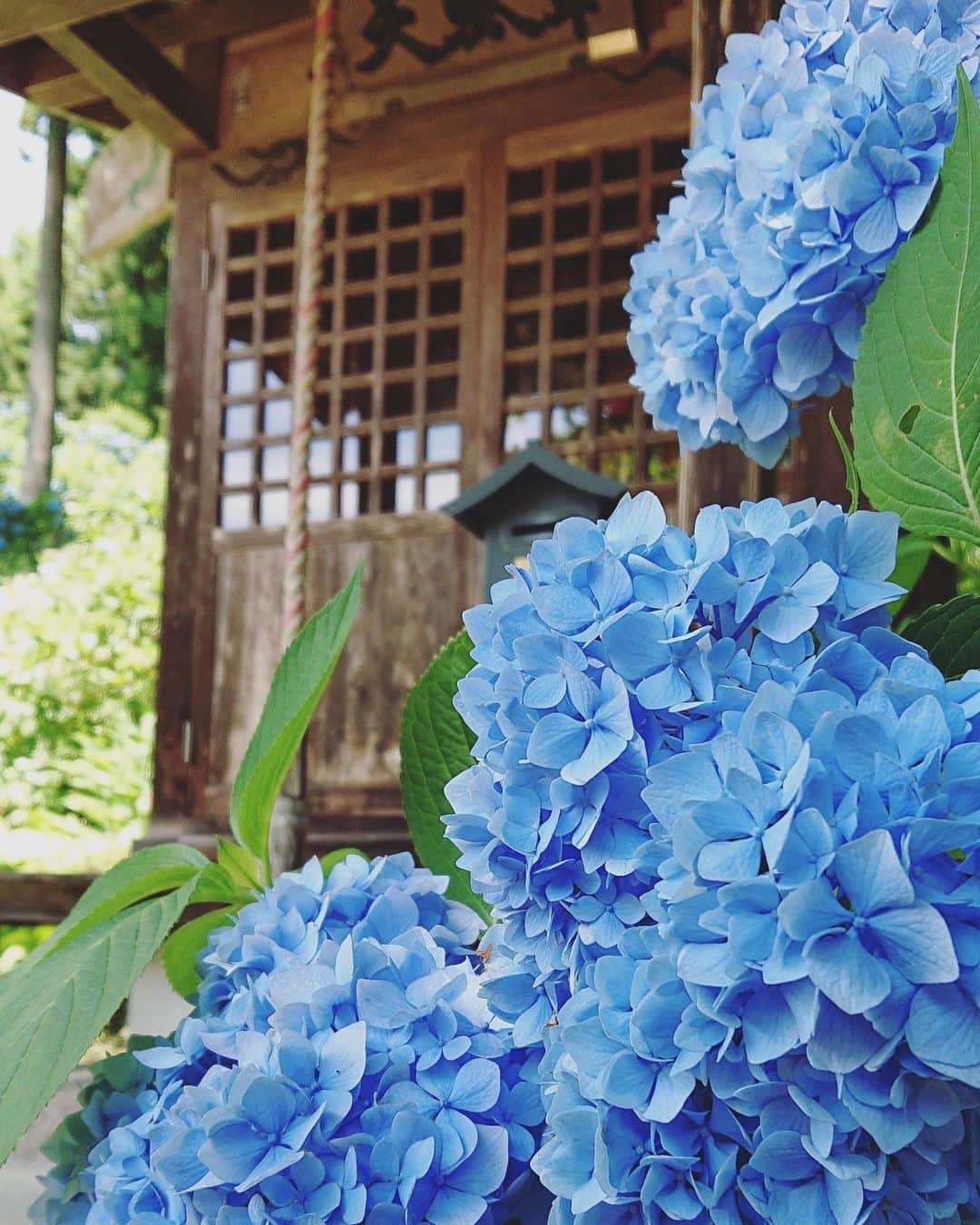 Rediscover Fukushimaさんのインスタグラム写真 - (Rediscover FukushimaInstagram)「The hydrangea have been looking great this year in Fukushima ☺️ have you seen any nice spring/summer flowers this year?」6月26日 15時23分 - rediscoverfukushima
