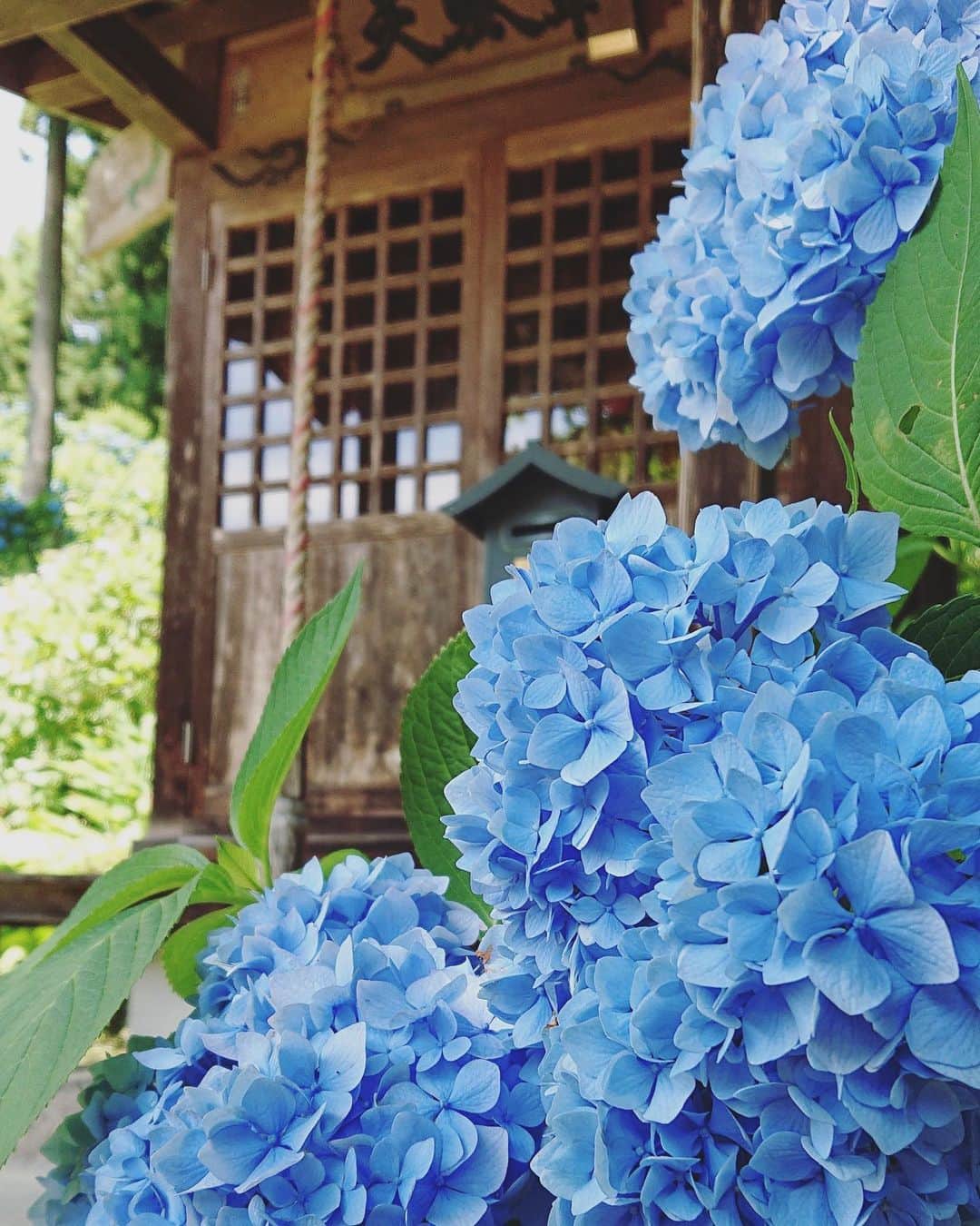 のインスタグラム：「The hydrangea have been looking great this year in Fukushima ☺️ have you seen any nice spring/summer flowers this year?」