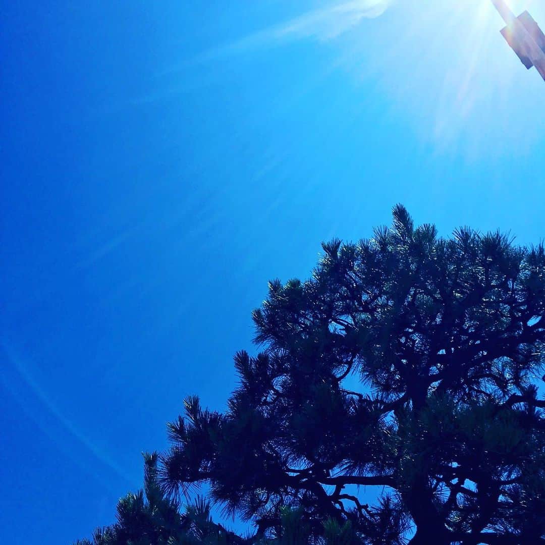 林伊織さんのインスタグラム写真 - (林伊織Instagram)「松！  #太陽 #青空 #松」6月26日 15時35分 - iori_haya4